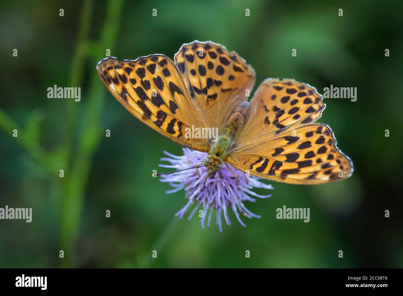 fritillary color argento - Argynnis pafia, bella farfalla d'arancia grande da prati europei, Havraniky, Repubblica Ceca. Foto Stock