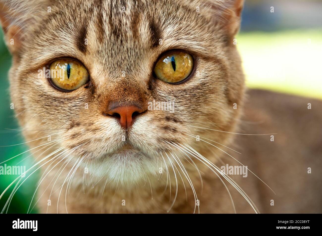 Carino gatto marrone fury sta osservando gli occhi fissi grandi Foto Stock