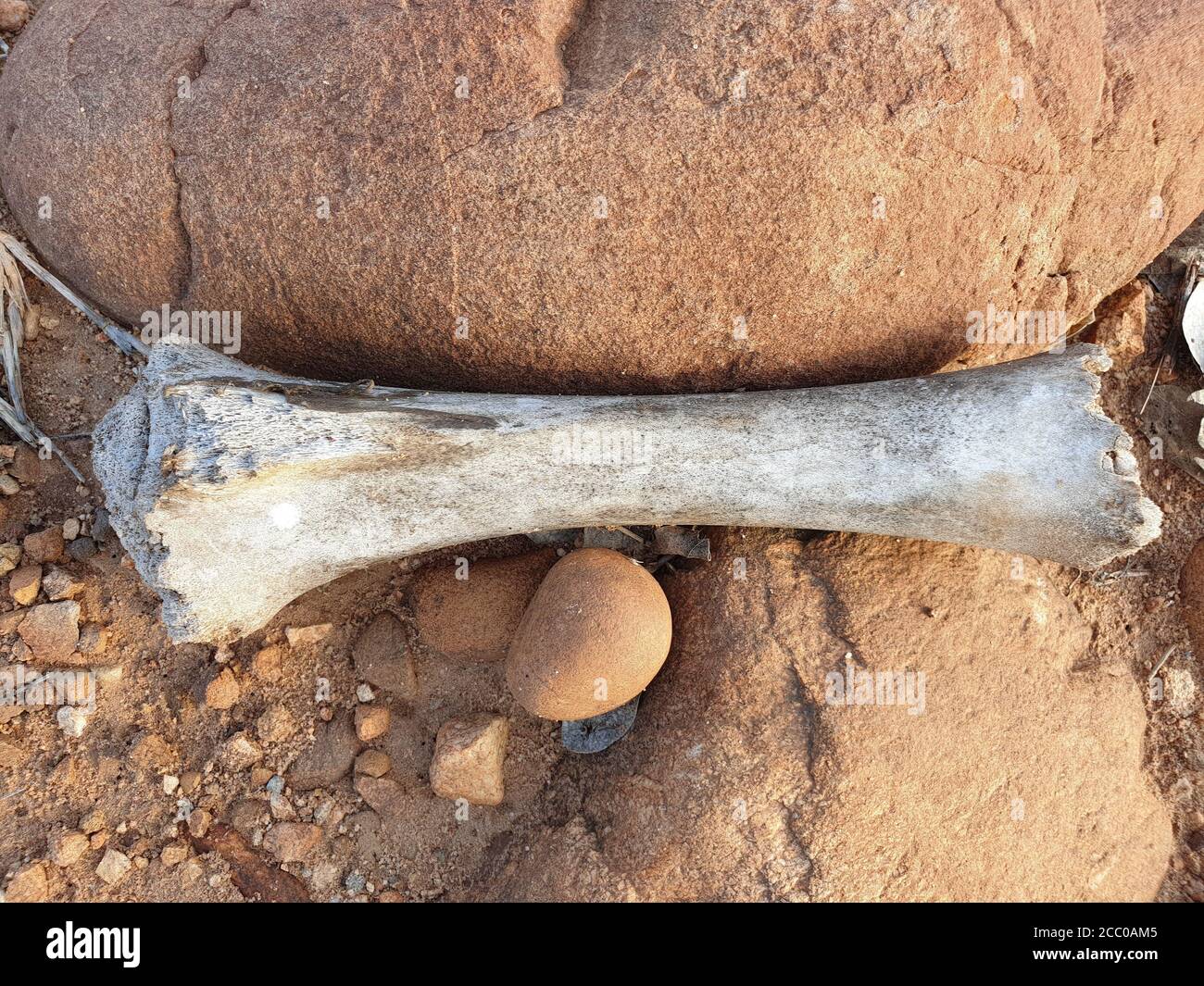 Trovato un osso di animali in una zona rurale fangosa e lapida. Le ossa vengono analizzate da osteologi sotto microscopi, utilizzando composti chimici, utilizzando C14 Foto Stock