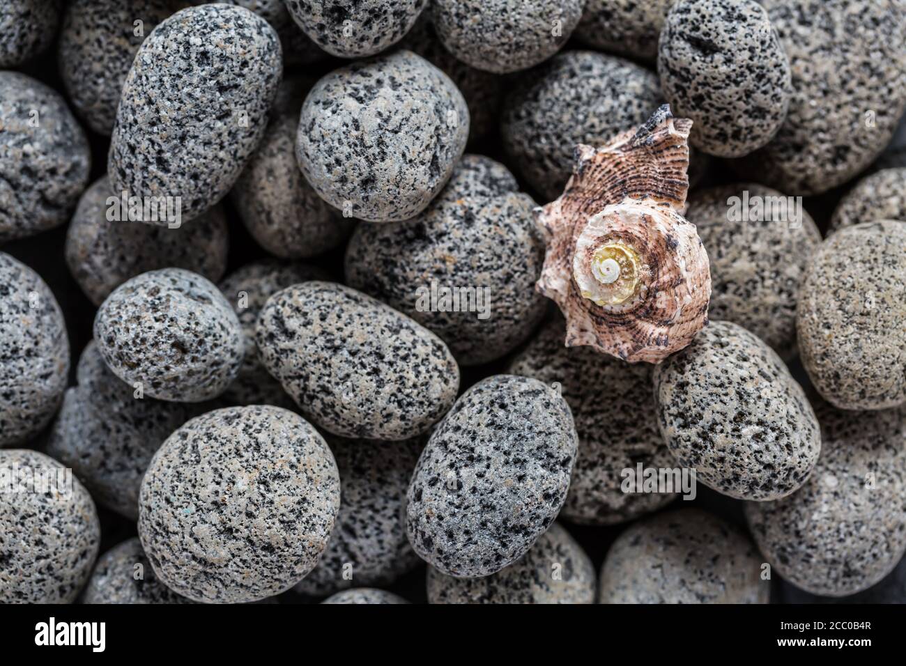 Pietre laviche naturali con conchiglia come sfondo. Foto Stock