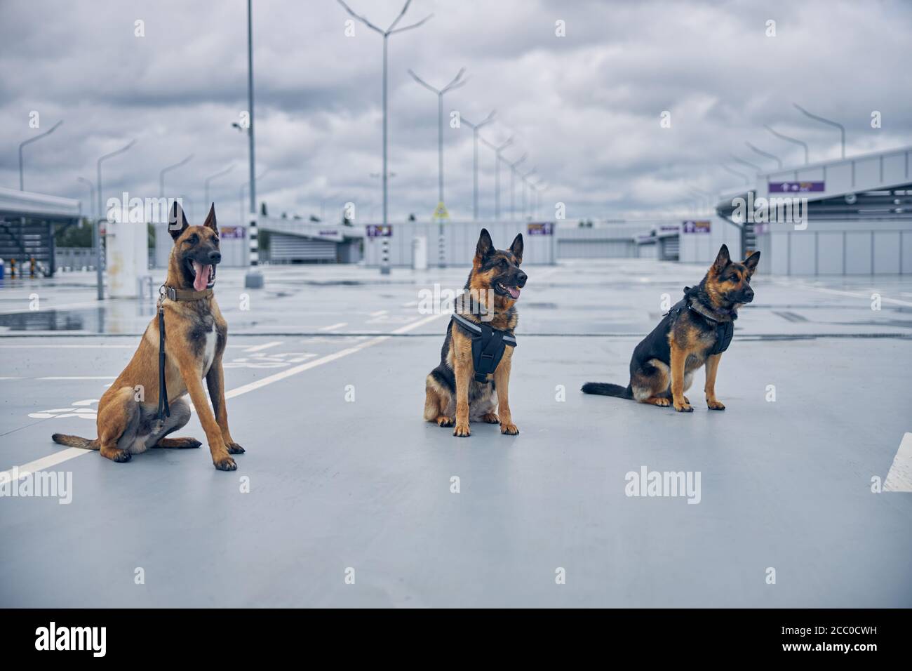 Cani della polizia di sicurezza o cani di rilevamento seduti in aeroporto Foto Stock