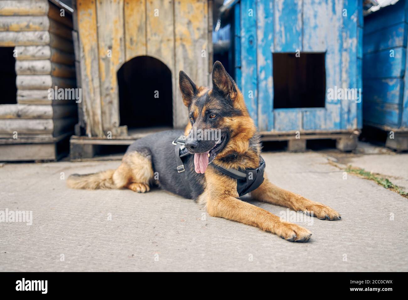 Il cane del Pastore tedesco giace a terra Foto Stock