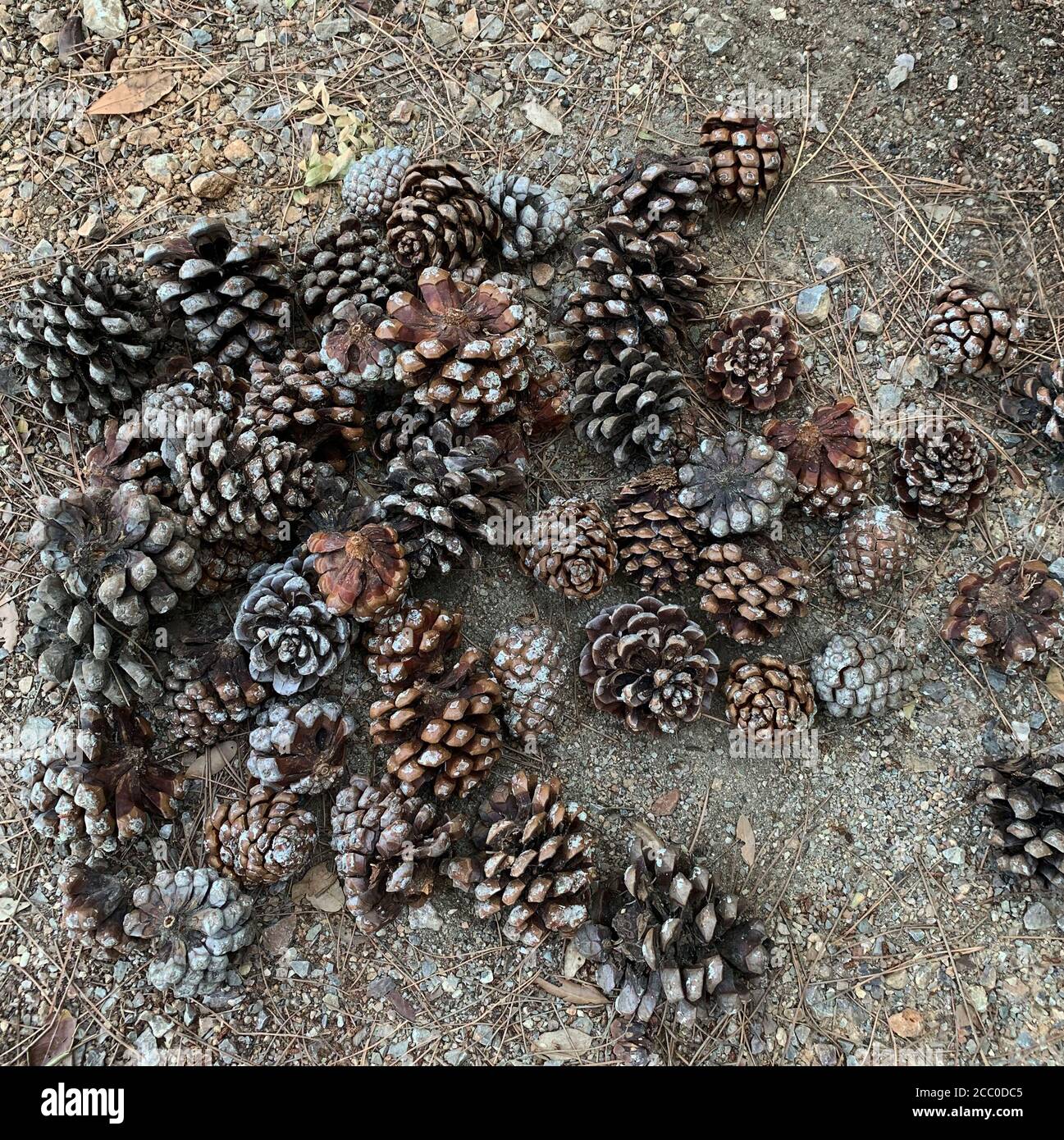 Gruppo di coni di pino (Pinus Pinea) nella pineta. Vista dall'alto. Foto Stock