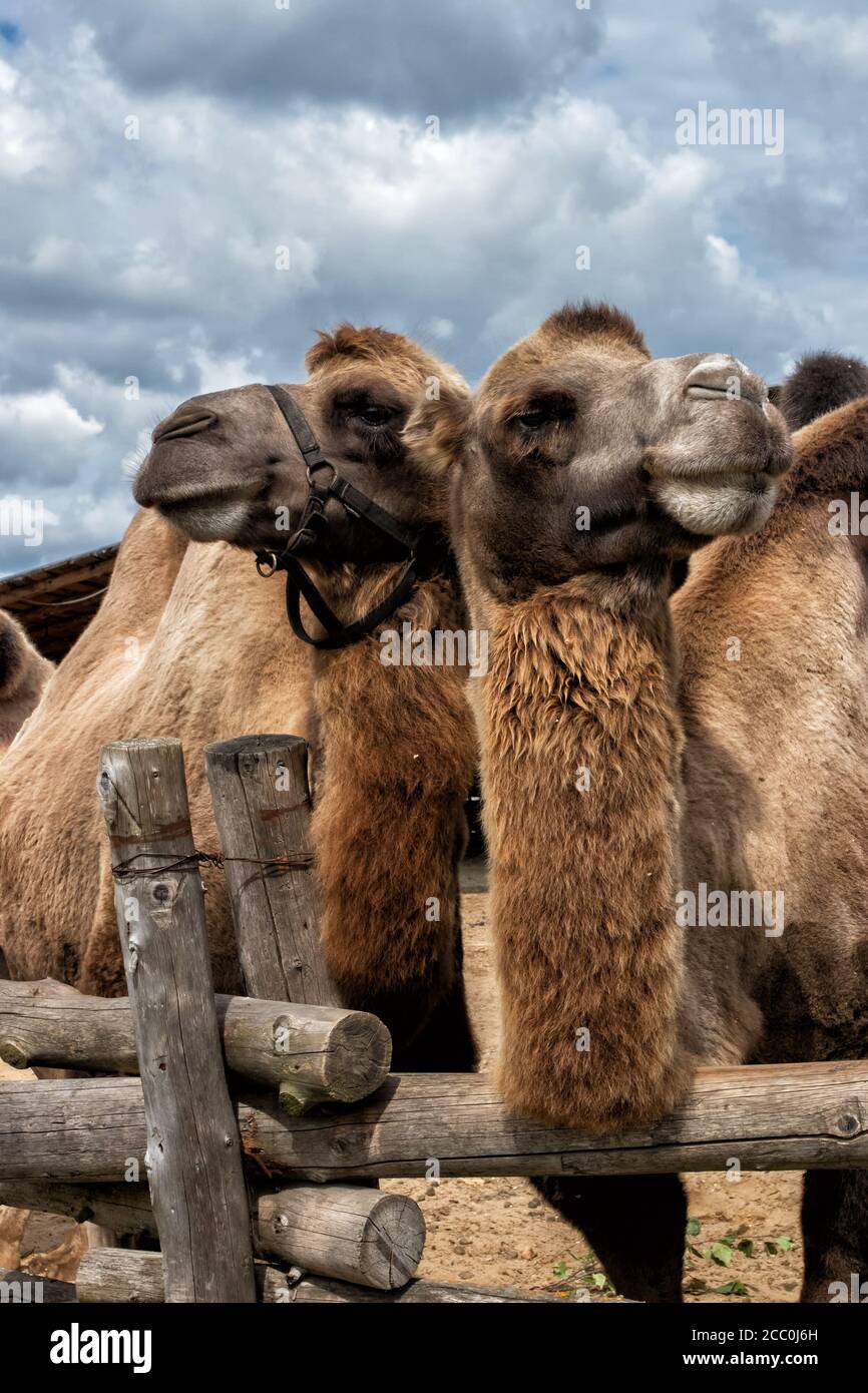 Cammello Bactrio nel paddock dello zoo all'aperto. Foto Stock