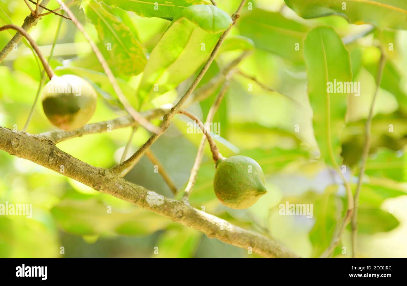 Noci di macadamia appese su albero di macadamia ramo in fattoria in l'estate Foto Stock
