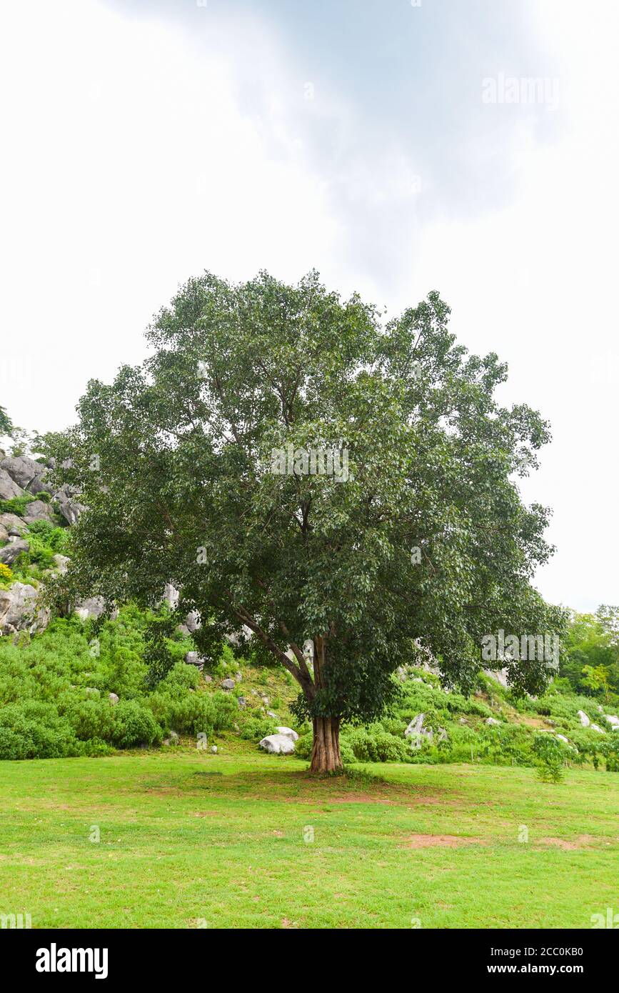 Bodhi tree e verde foglia bodhi con luce solare a tempio Tailandia / albero del buddismo Foto Stock