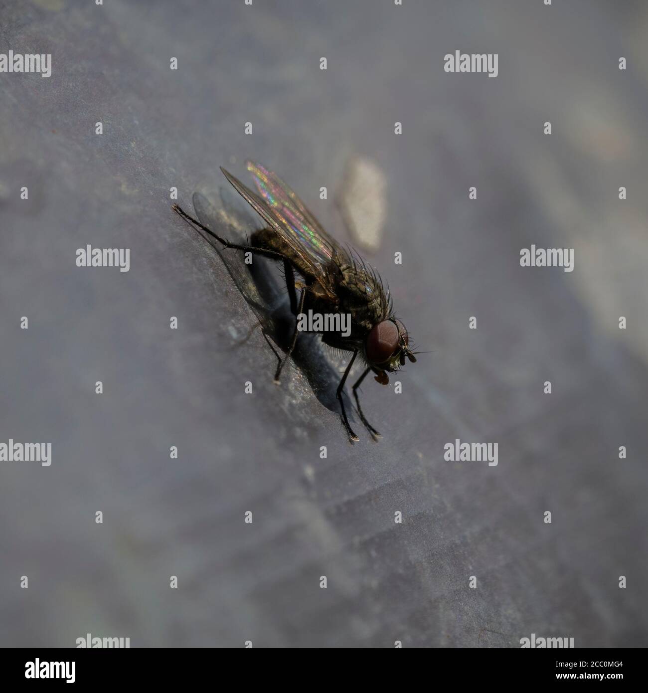 Primo piano di mosca comune Foto Stock
