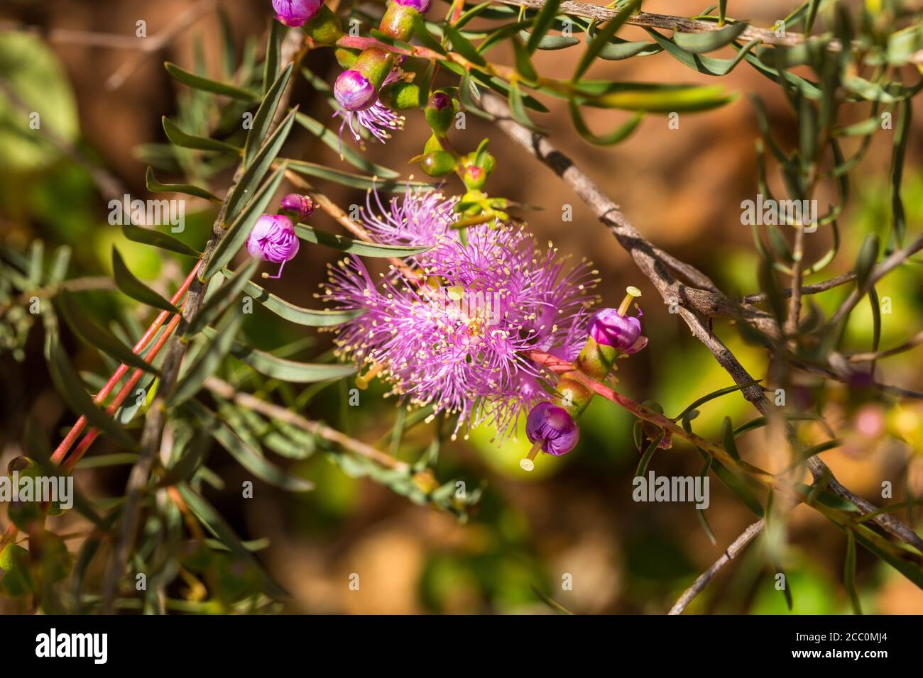 Fiori viola rosa grazioso di miele-Myrtle grazioso Foto Stock