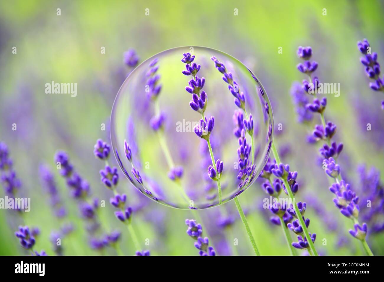 Fiore di lavanda (Lavandula angustifolia, Hidcote) in primo piano con morbido bokeh sfondo. Effetto artistico sfera di cristallo. Foto Stock