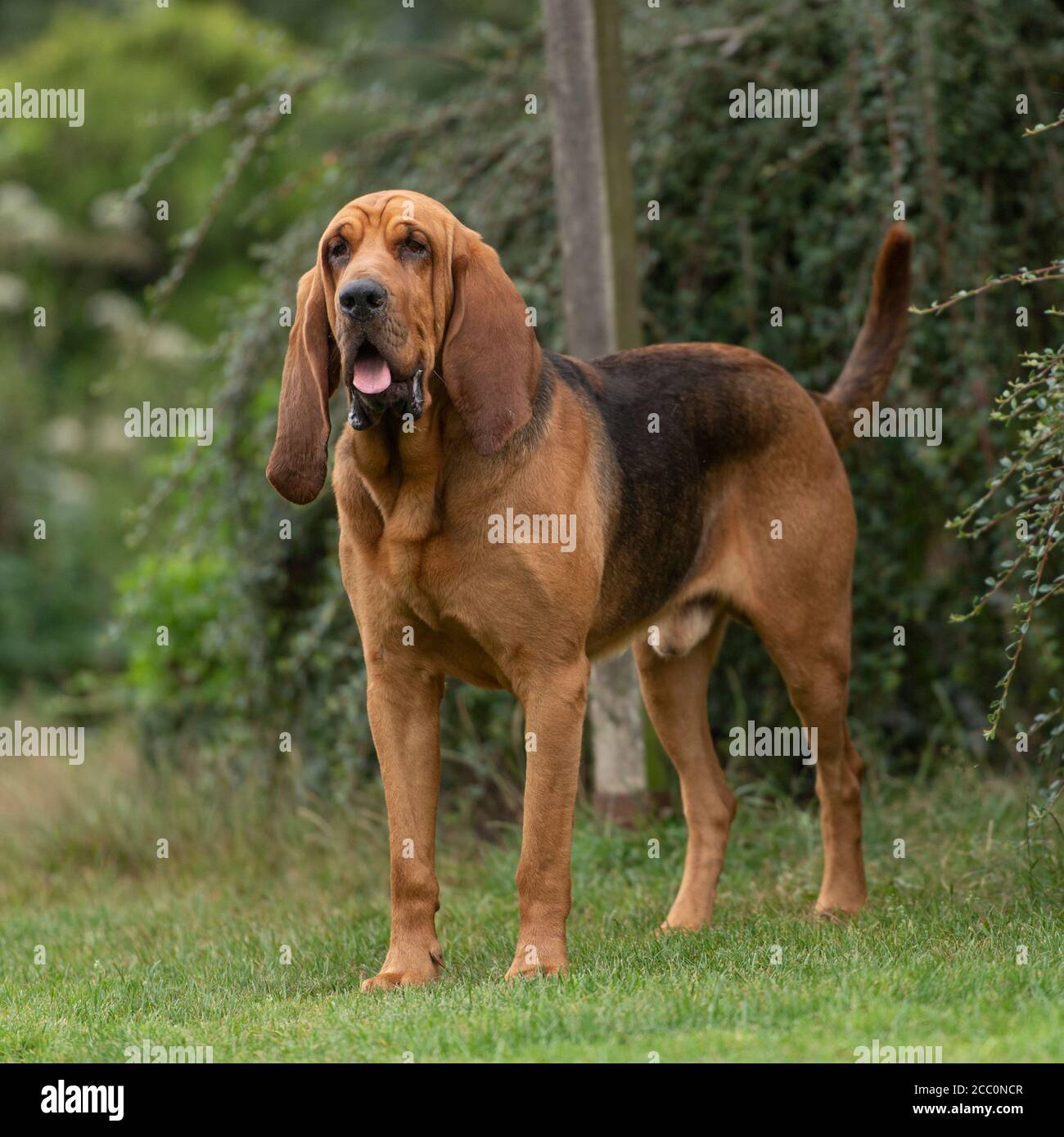 Bloodhound Foto Stock