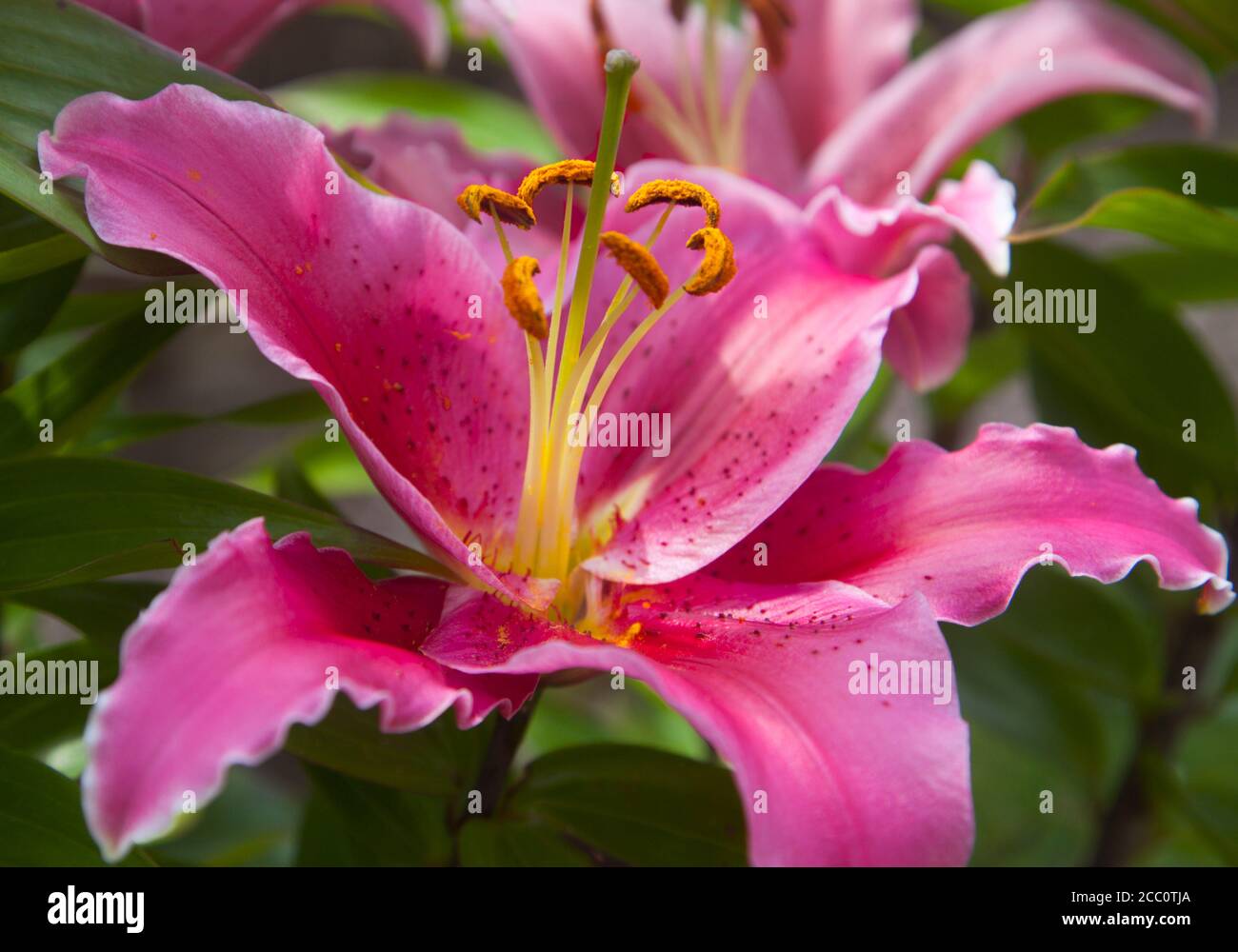 Primo piano di gigli rosa Foto Stock