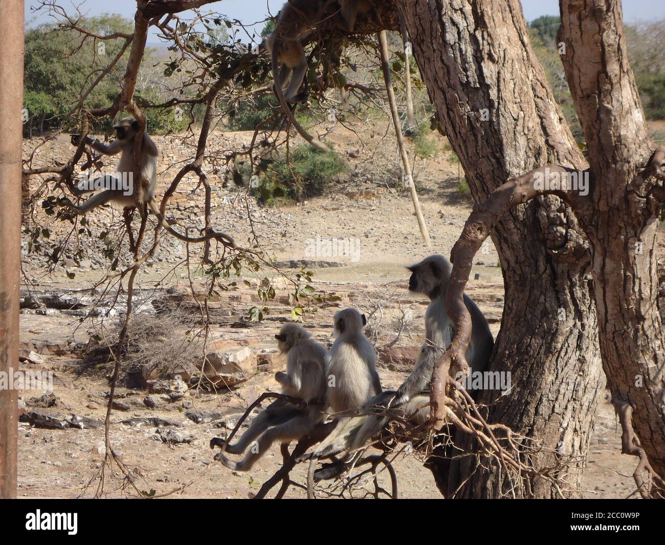 le scimmie giocano a chittorgarh Foto Stock