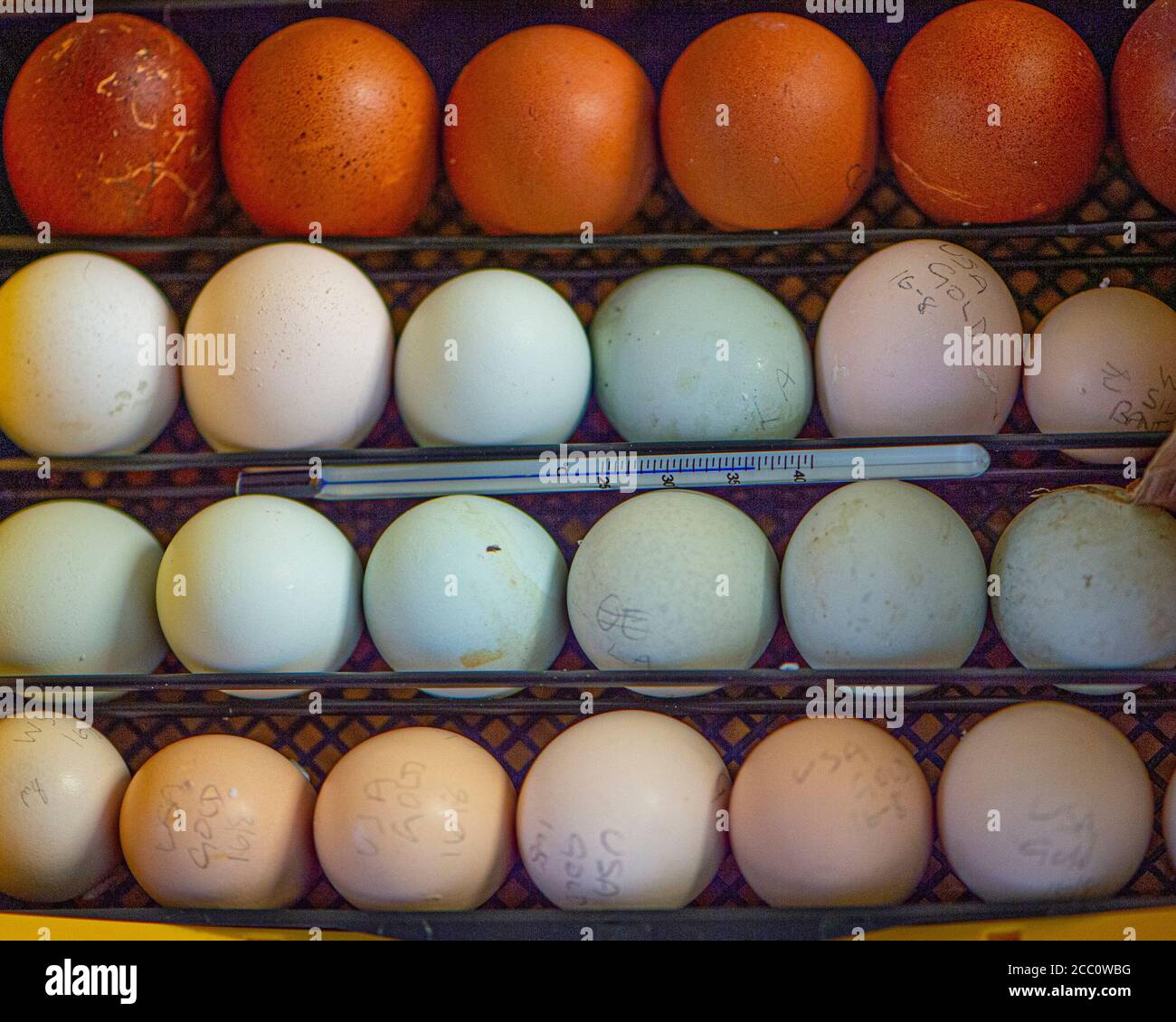 gallina le uova in un incubatore Foto Stock