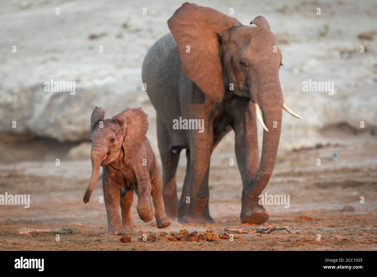 Simpatico e piccolo elefante bambino che salta di gioia giocando mentre Camminando con la madre nel tardo pomeriggio durante il tramonto a Chobe Fiume Botswana Foto Stock