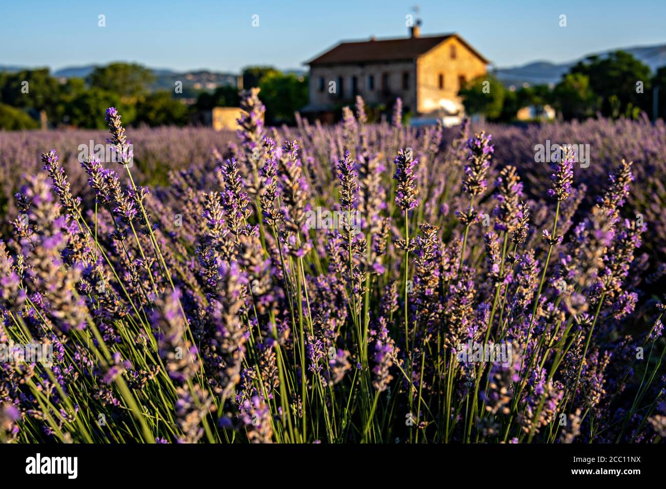 Piantagione di lavanda in fiore a Santa Eulalia de Ronçana, Barcellona, Catalogna, Spagna Foto Stock