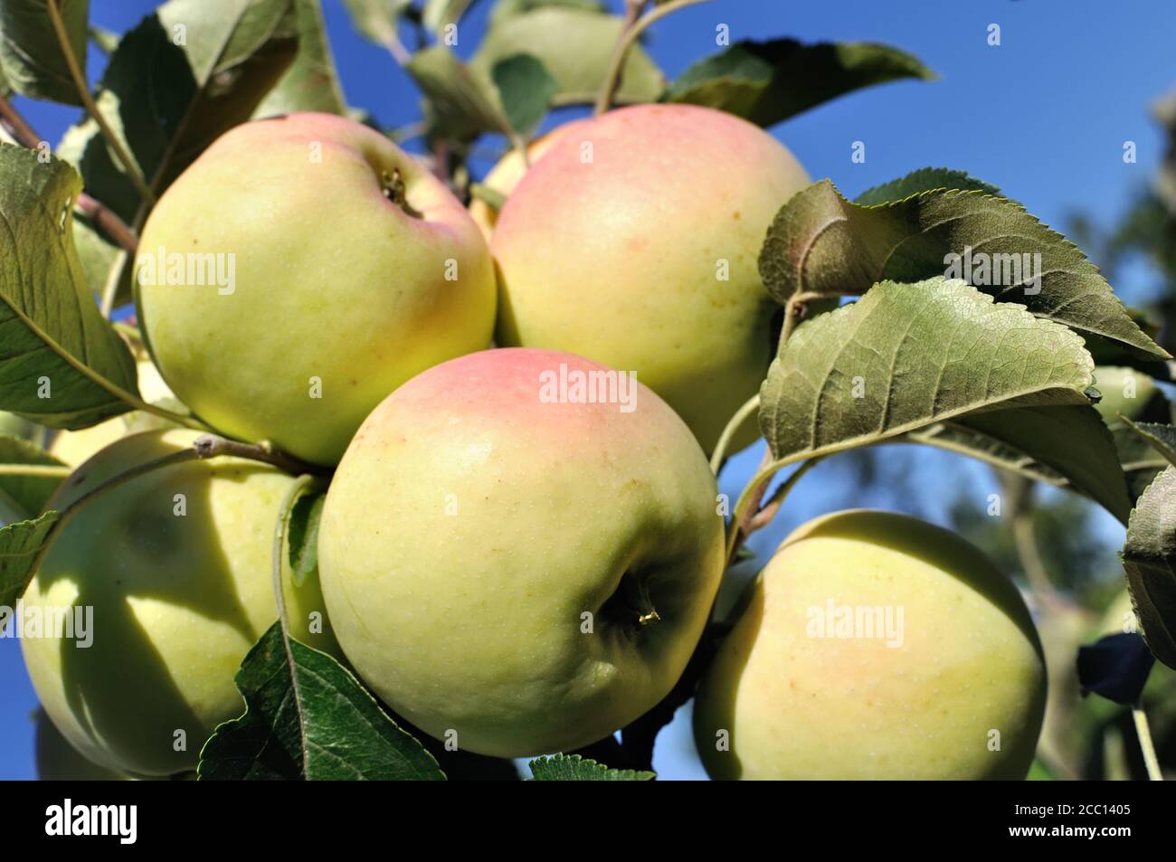 primo piano di mele biologiche verdi mature sul ramo dell'albero di mele Foto Stock