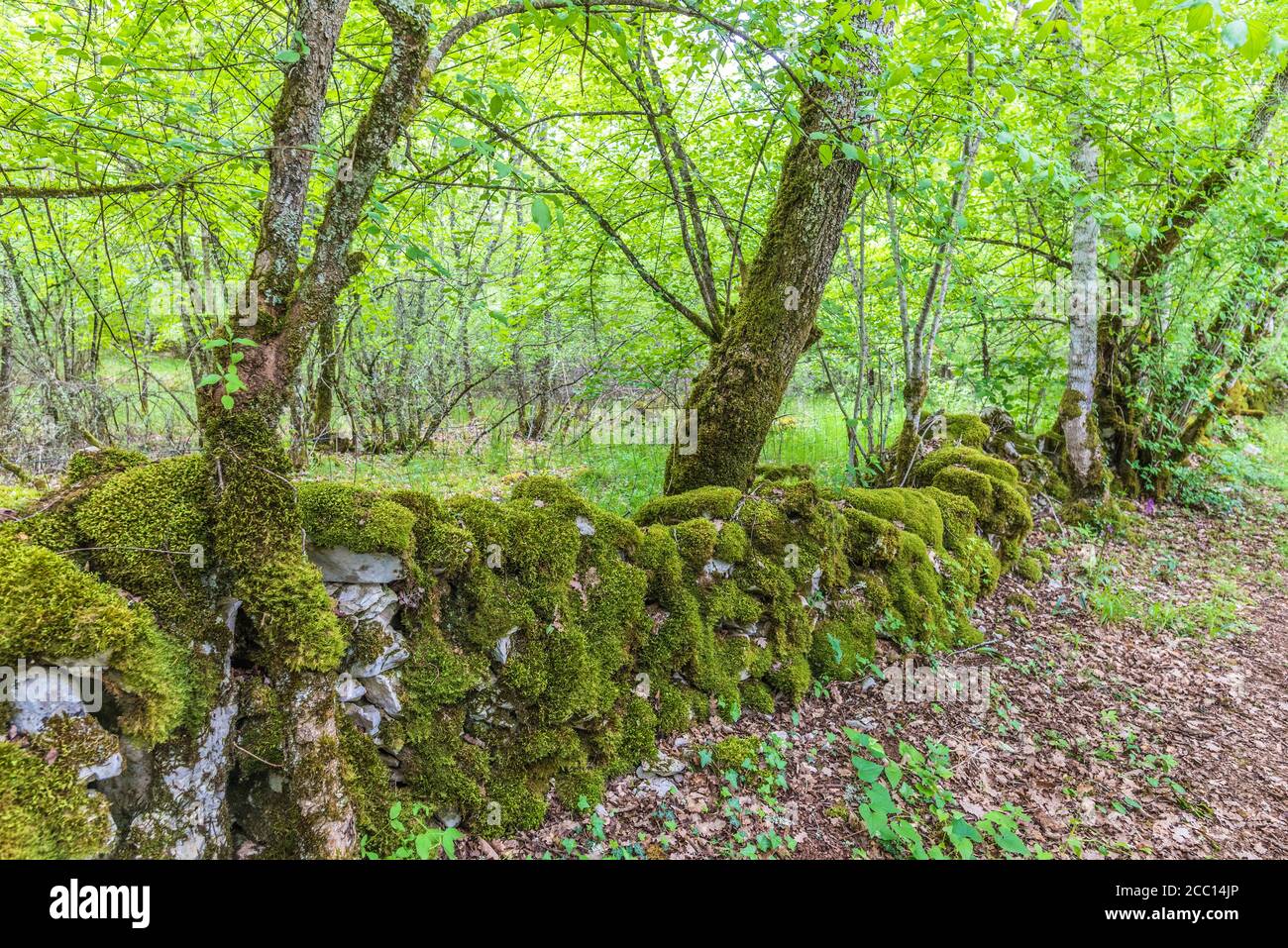Francia, Lot, Parco Naturale Regionale di Causses di Quercy, spazio sensibile naturale di Brauhnie, piccolo muro di pietra in un parco di pecore Foto Stock
