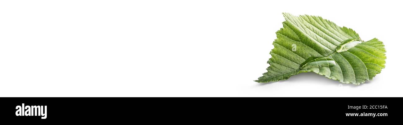 Gocce d'acqua sul verde lasciare isolato su bianco. Banner panoramico ambientale Foto Stock