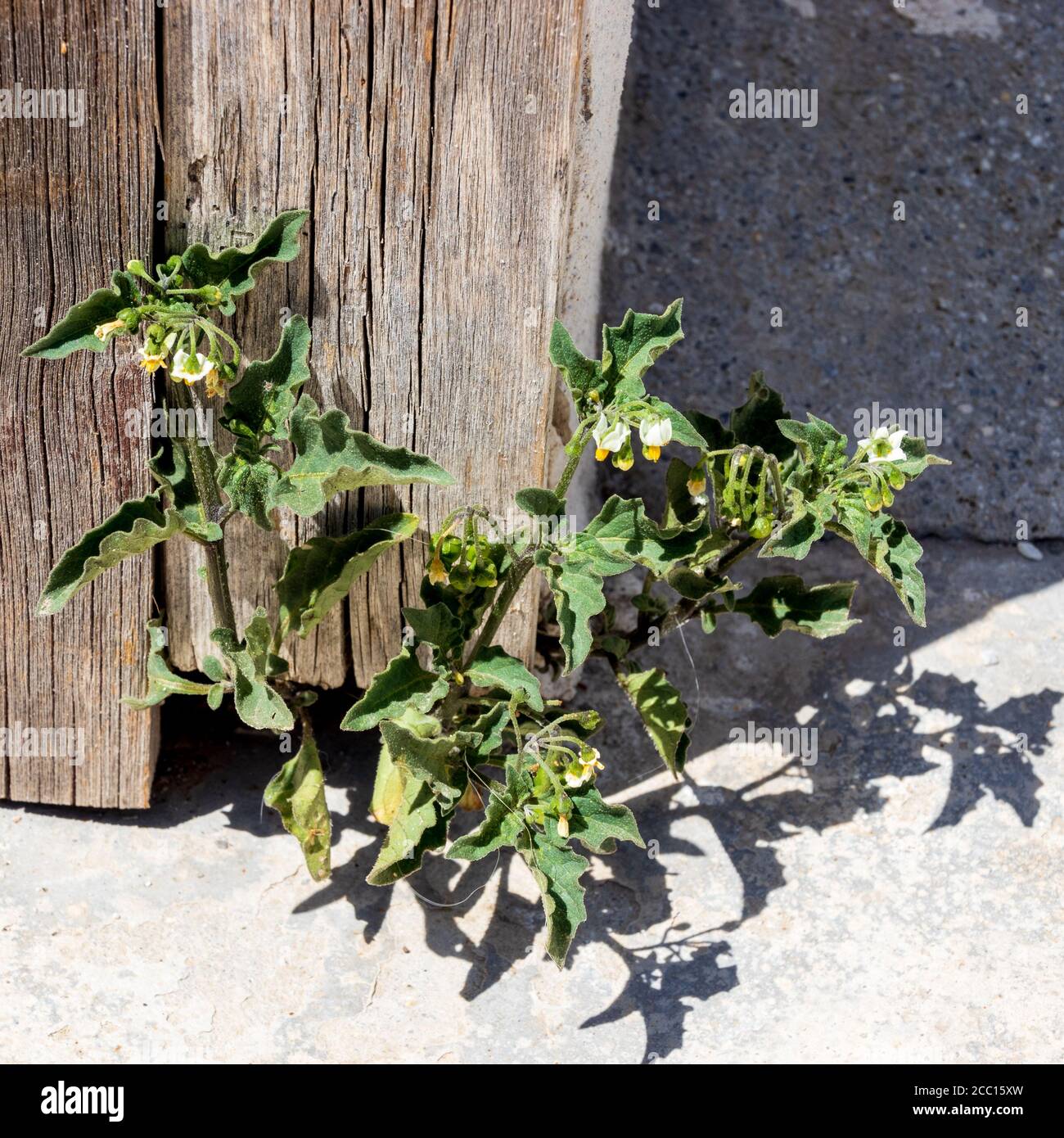Solanum nigrum, Nightshade Nera pianta in fiore Foto Stock