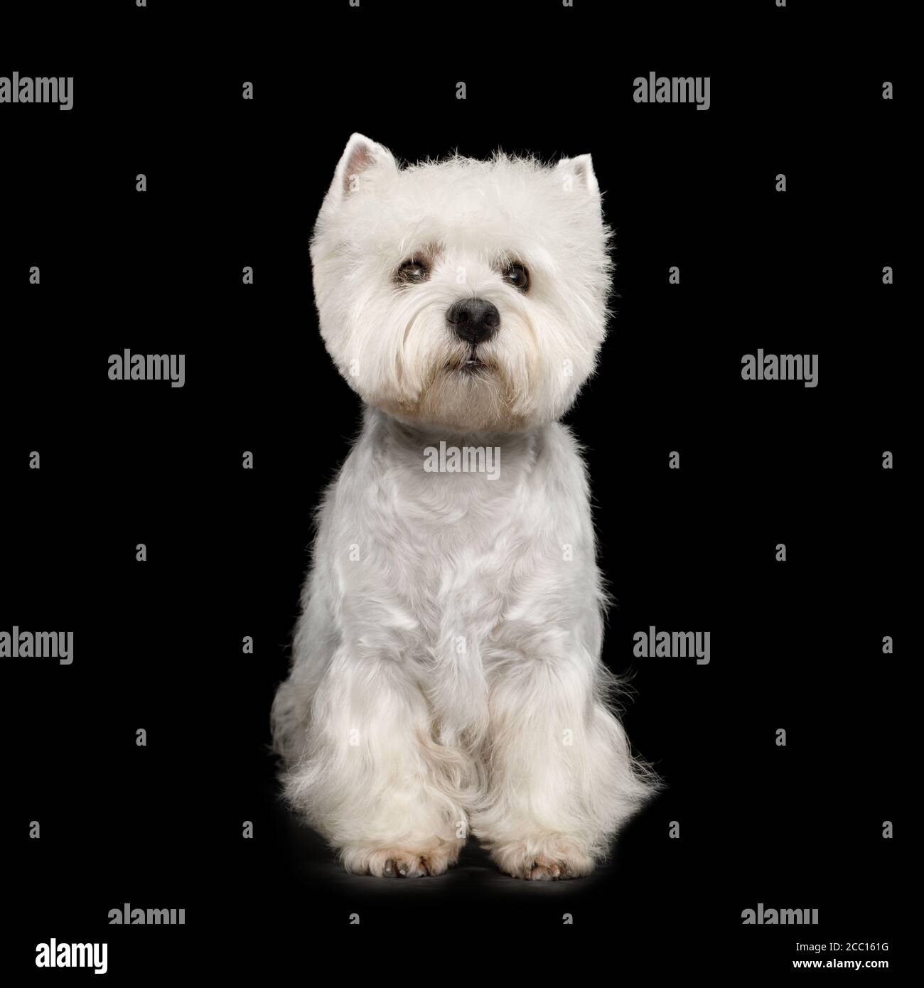 West Highland White Terrier Dog seduto su isolato sfondo nero Foto Stock