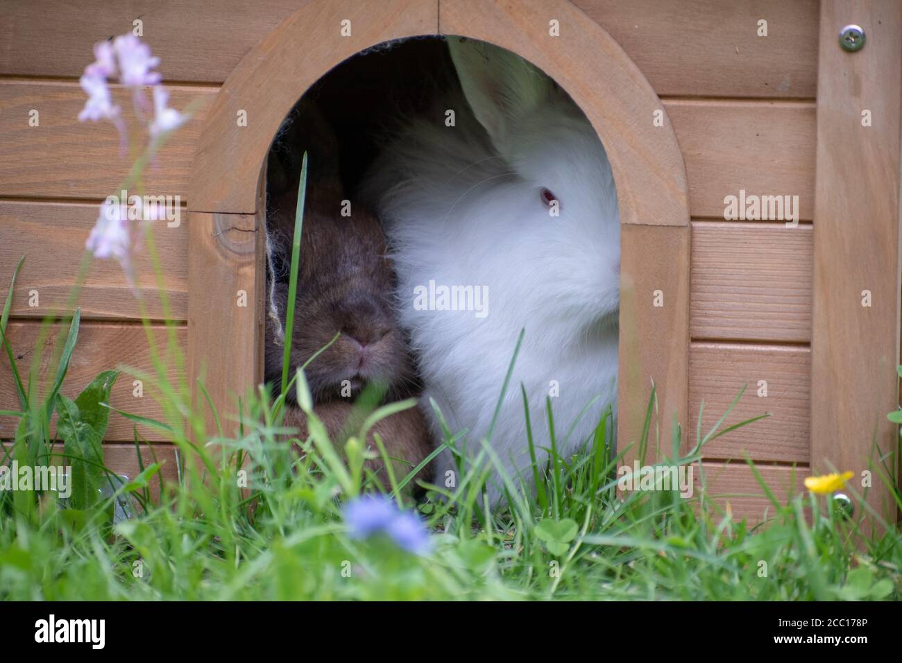 Primo piano di un burrone con due coniglietti Foto Stock