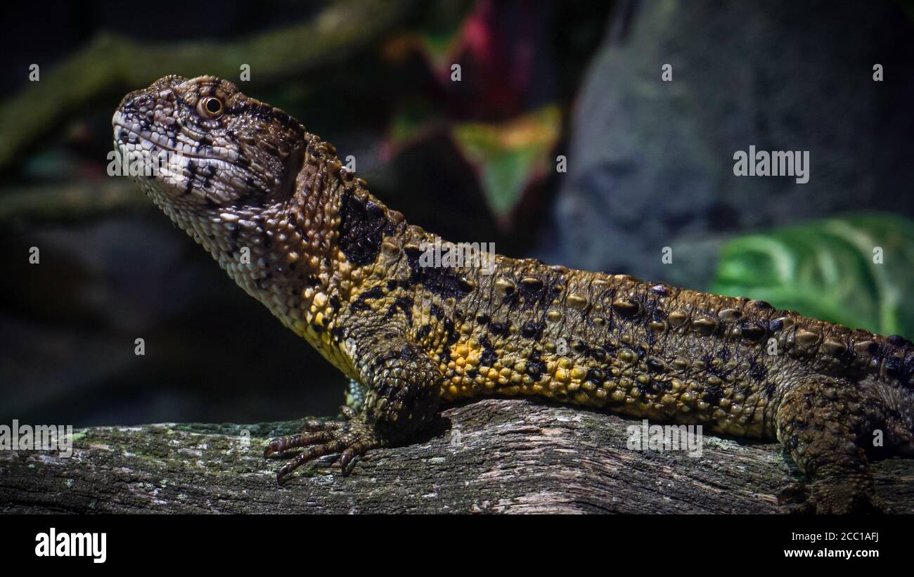 Lizard di coccodrillo cinese su filiale (femmina) Foto Stock