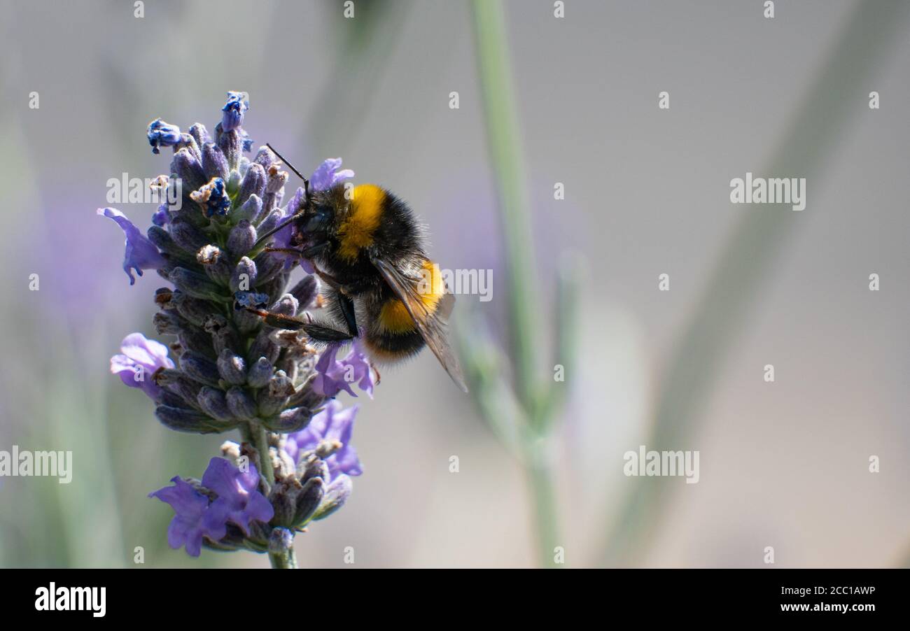 Raccolta di bee bianche dalla lavanda Foto Stock