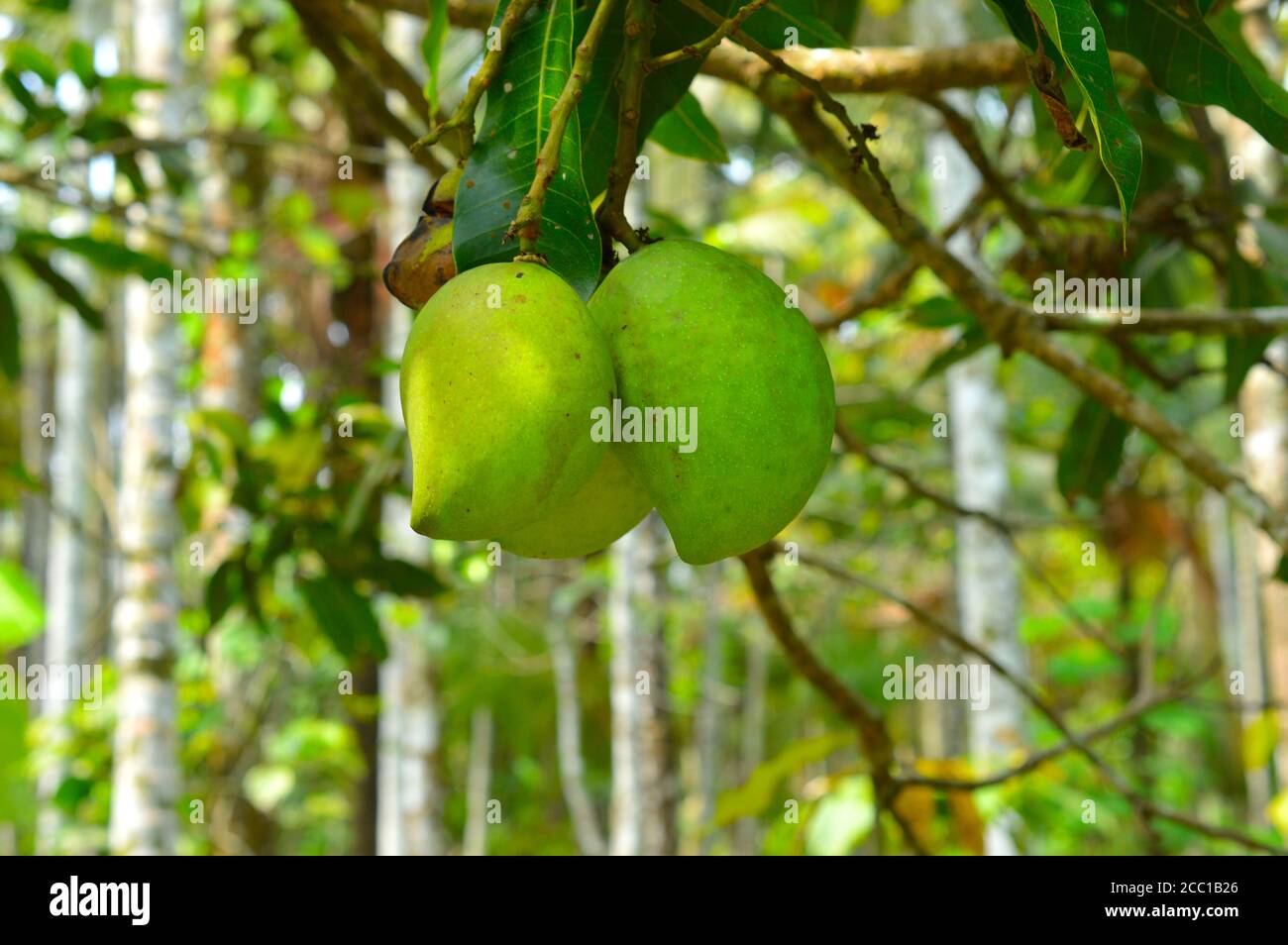 Un mango è un succoso frutto di pietra (drupe) prodotto da numerose specie di alberi tropicali appartenenti al genere di piante da fiore Mangifera, coltivato m Foto Stock