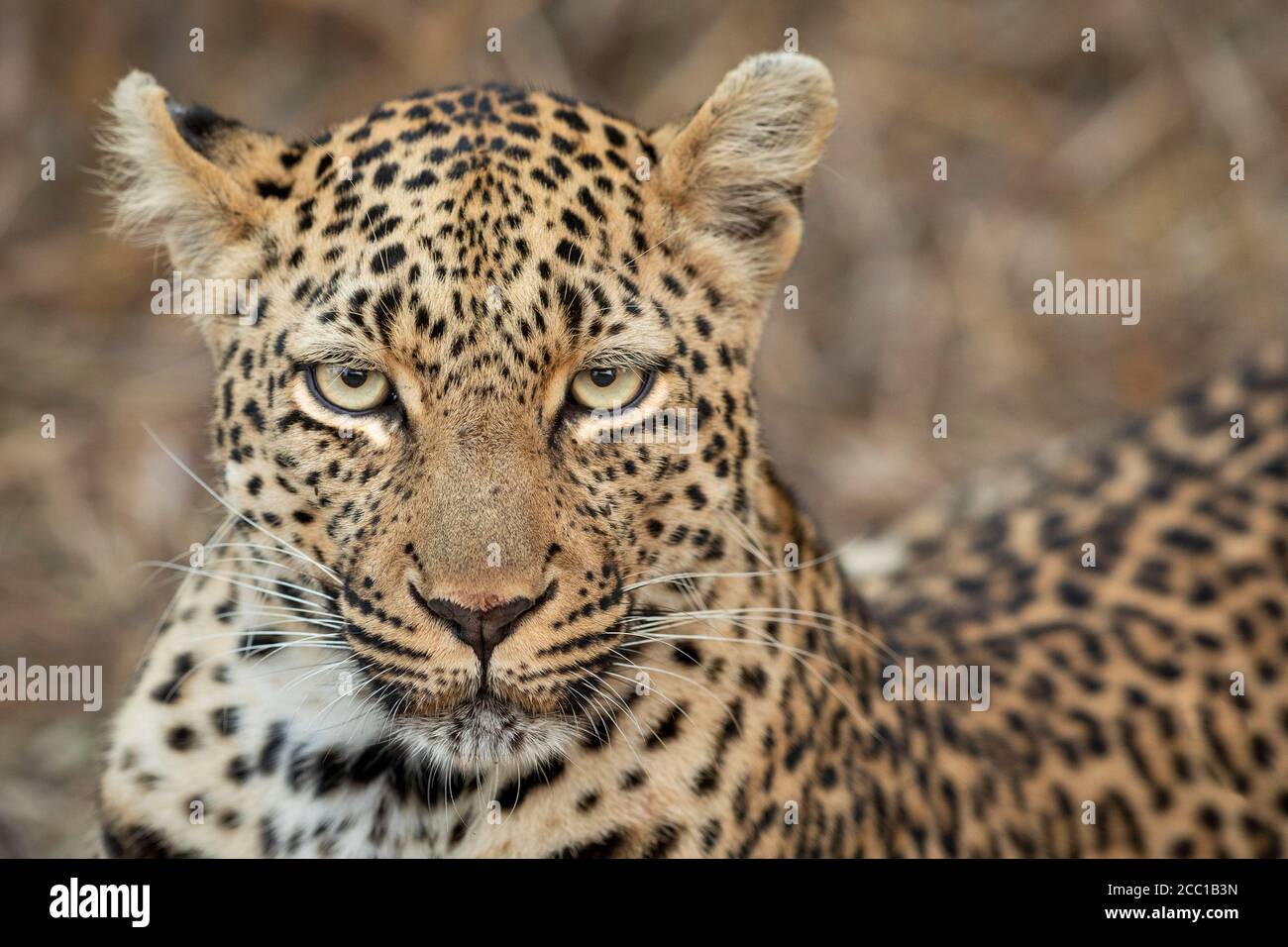 Guarda il ritratto del leopardo con gli occhi bellissimi a Kruger Parco Sud Africa Foto Stock
