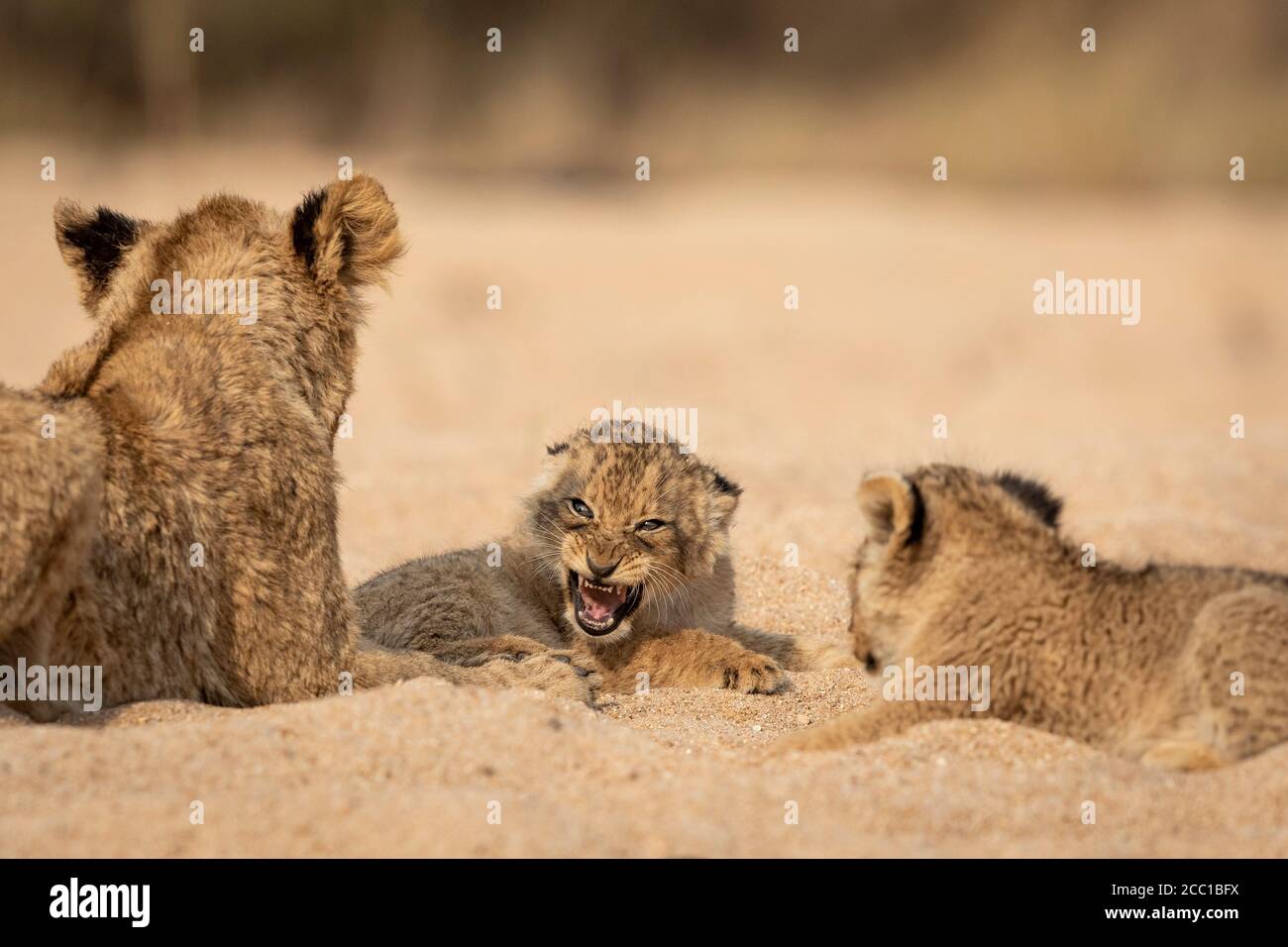 Il leone del bambino che strappa ai suoi fratelli mentre si trova in sabbia riverbed in calda luce pomeridiana a Kruger Park Sud Africa Foto Stock
