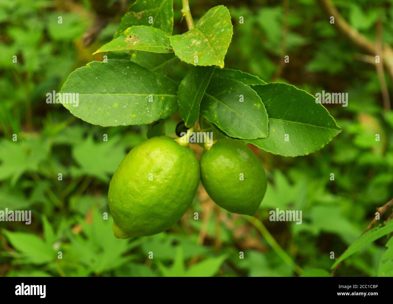 Un agrume giallastro. Un albero semitropico sempreverde, il limone di Citrus, che porta tali frutti. Un gusto o sapore/sapore di limoni. un bri più o meno Foto Stock