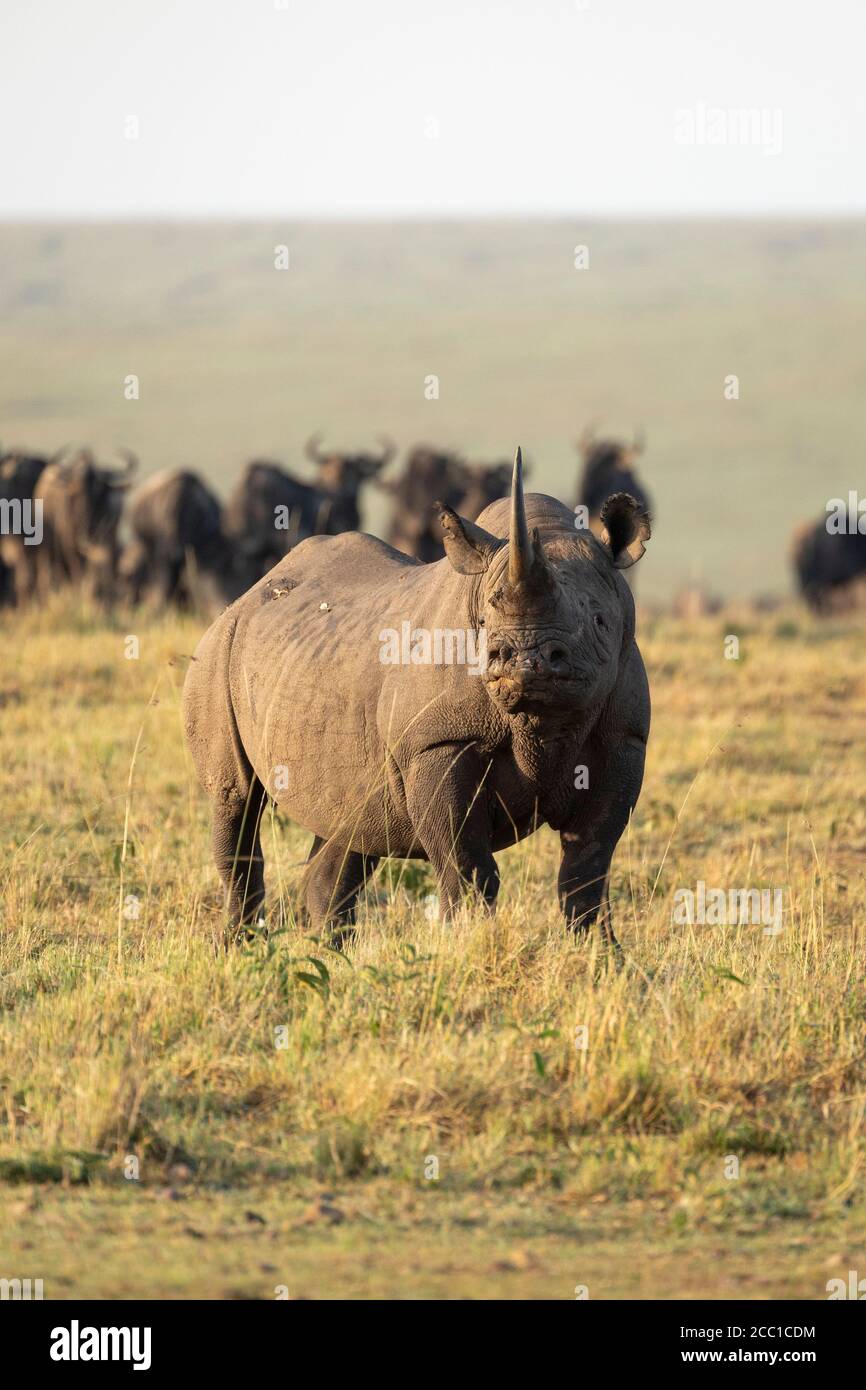 Rinoceronte nero adulto in piedi di fronte alla mandria di wildebeest in Golden pomeriggio luce nelle pianure Masai Mara Kenya Foto Stock