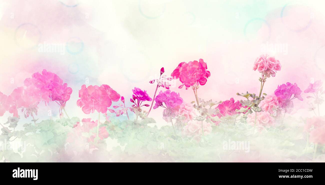 Composizione floreale primaverile realizzata con fiori colorati su sfondo pastello chiaro. Geranio fiori. Foto Stock