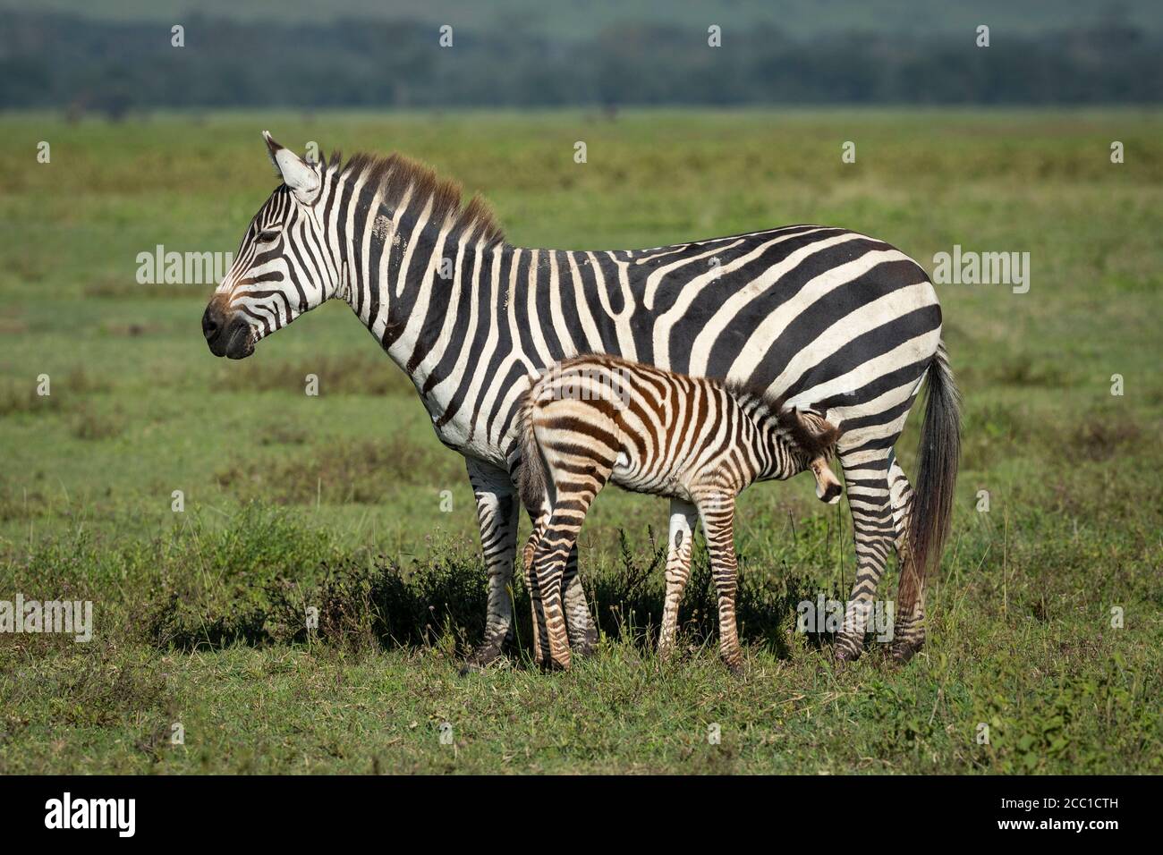 Lato su di zebra bambino che alimenta con la madre che attende pazientemente In piedi su erba verde nel cratere di Ngorongoro Tanzania Foto Stock