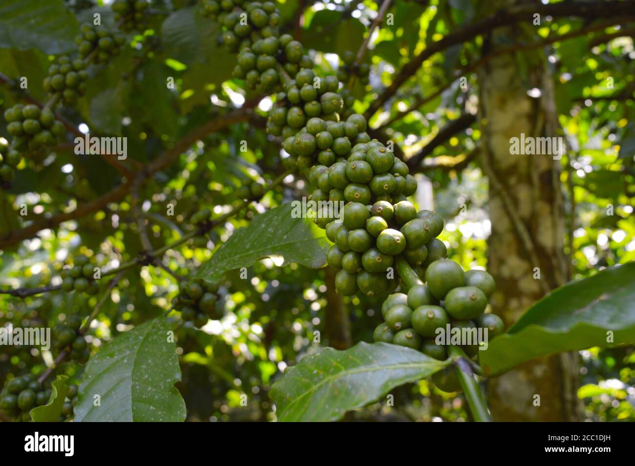 Un fagiolo di caffè è un seme della pianta di Coffea e la fonte per il caffè. È la buca all'interno del frutto rosso o viola spesso indicato come ciliegia. JUS Foto Stock