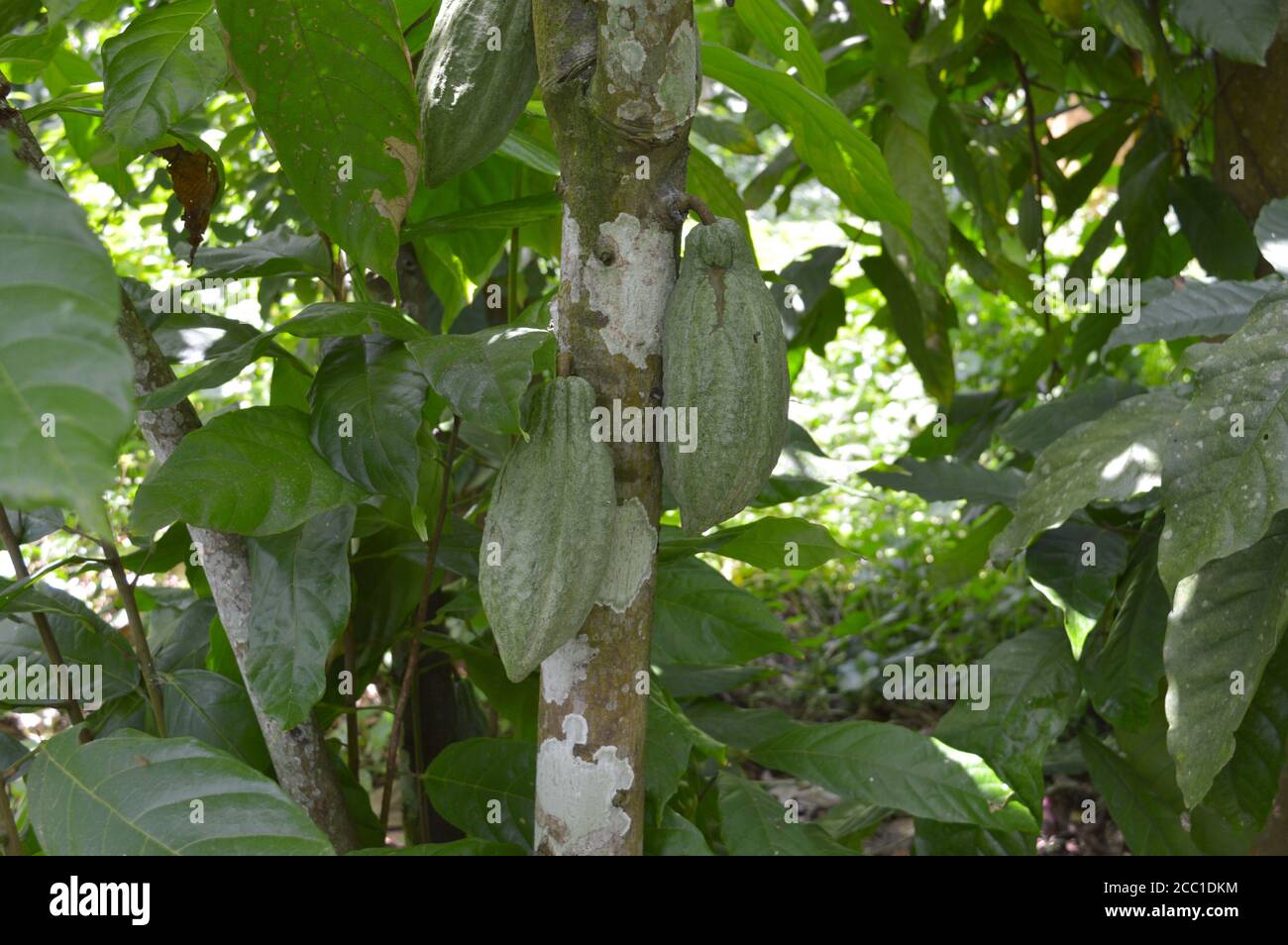 Il cacao, o semplicemente cacao, chiamato anche cacao, è il seme essiccato e completamente fermentato di Theobroma cacao, da cui coc Foto Stock