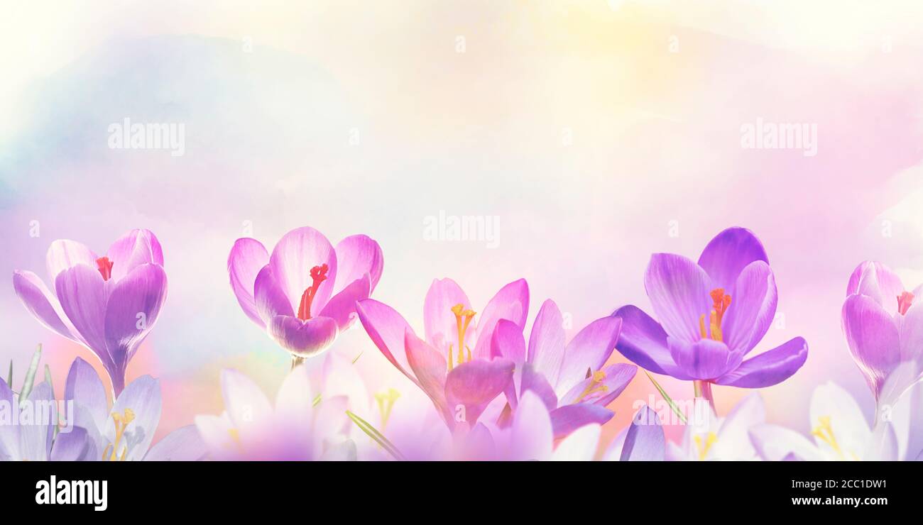 Sfondo floreale con fiori di Primavera Crocus Foto Stock