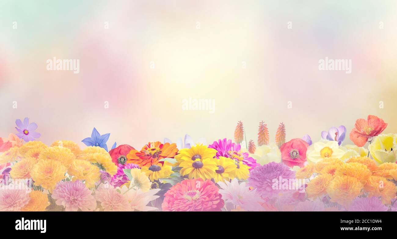 Fiori colorati per background.Soft focus. Foto Stock