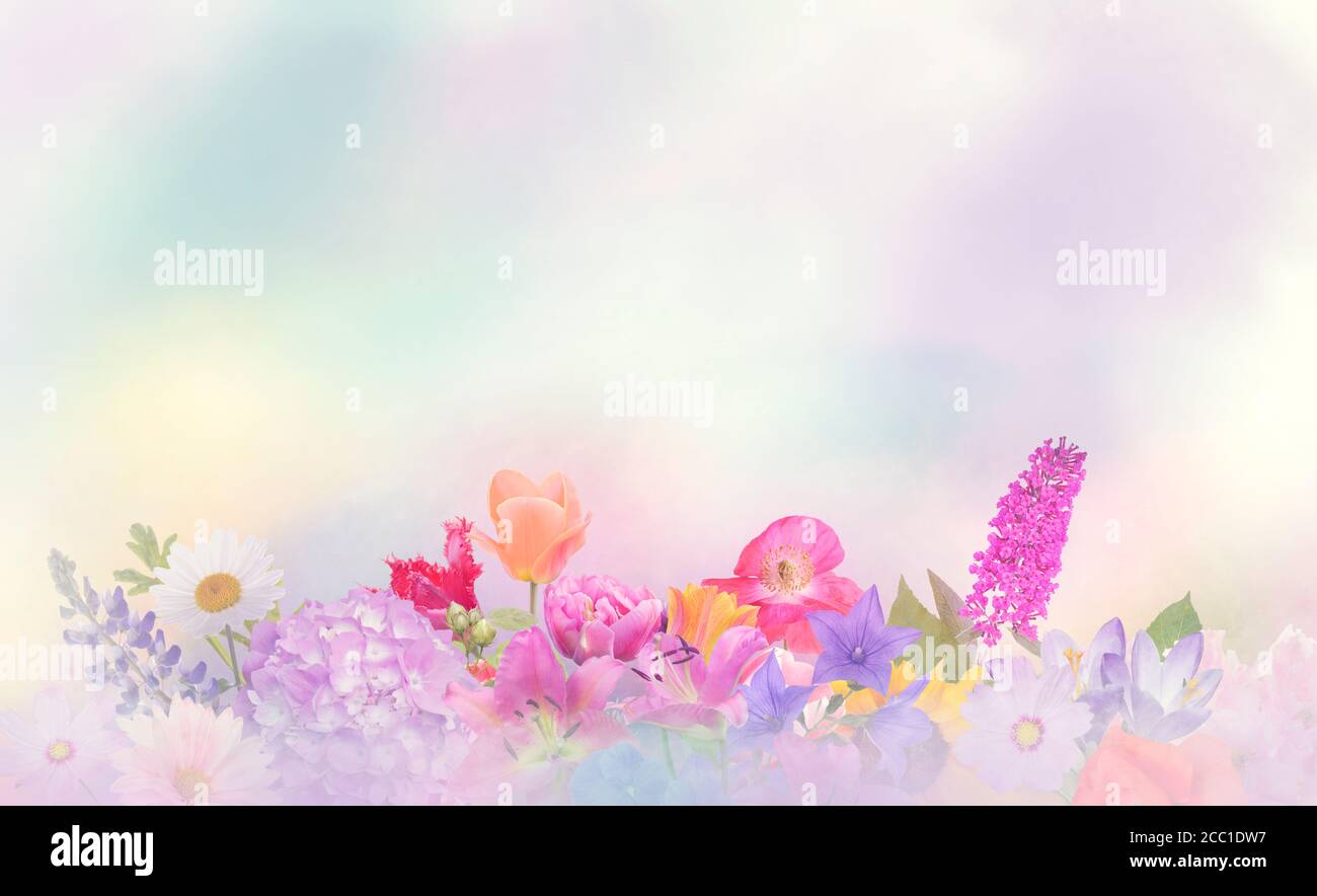 Fiori colorati per background.Soft focus. Foto Stock