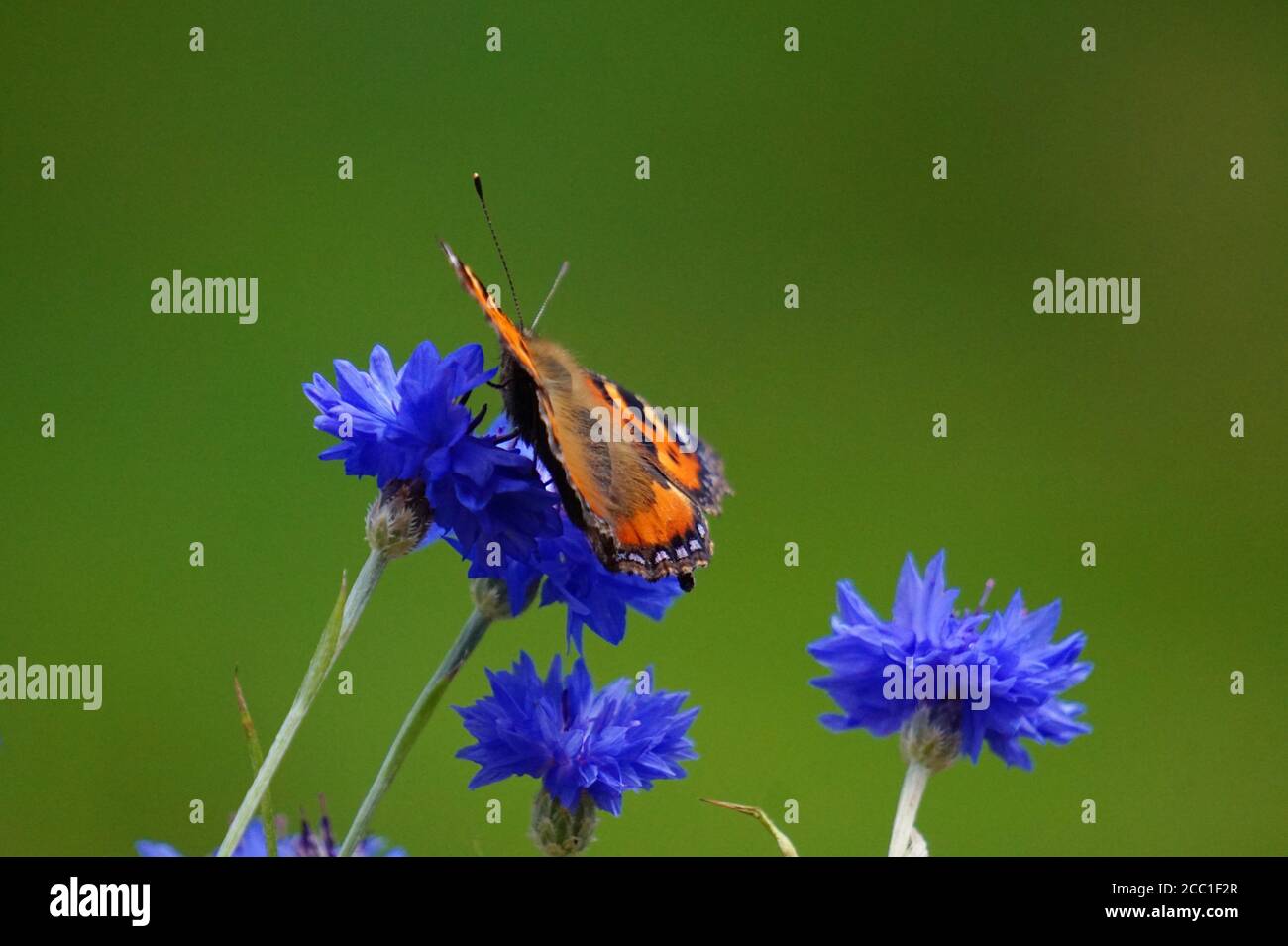 Farfalla arancione su fiori blu Foto Stock