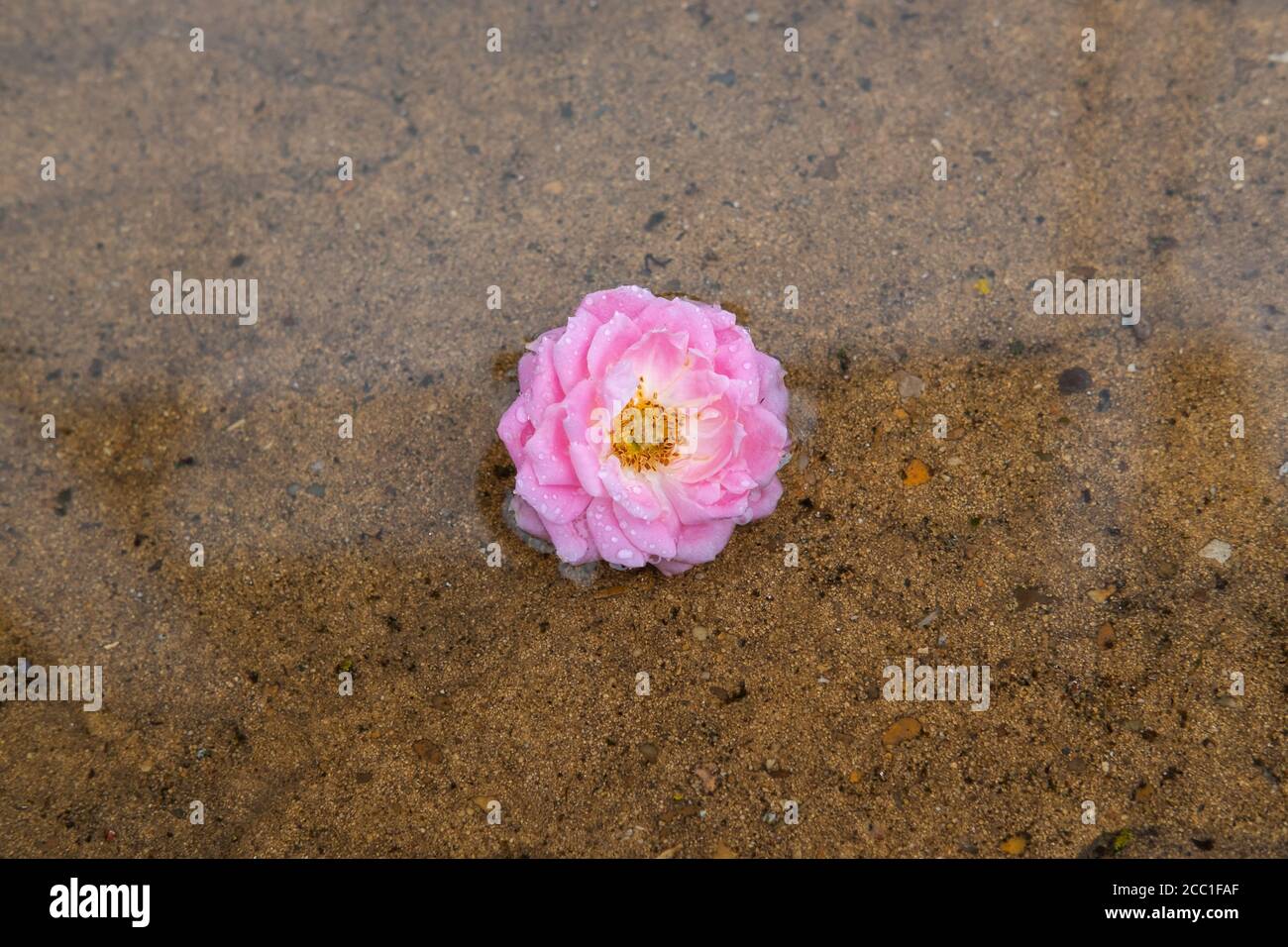 Solitaria rosa in miniatura rosa visto galleggiare su un patio loggato d'acqua dopo pesanti temporali e pioggia. Foto Stock