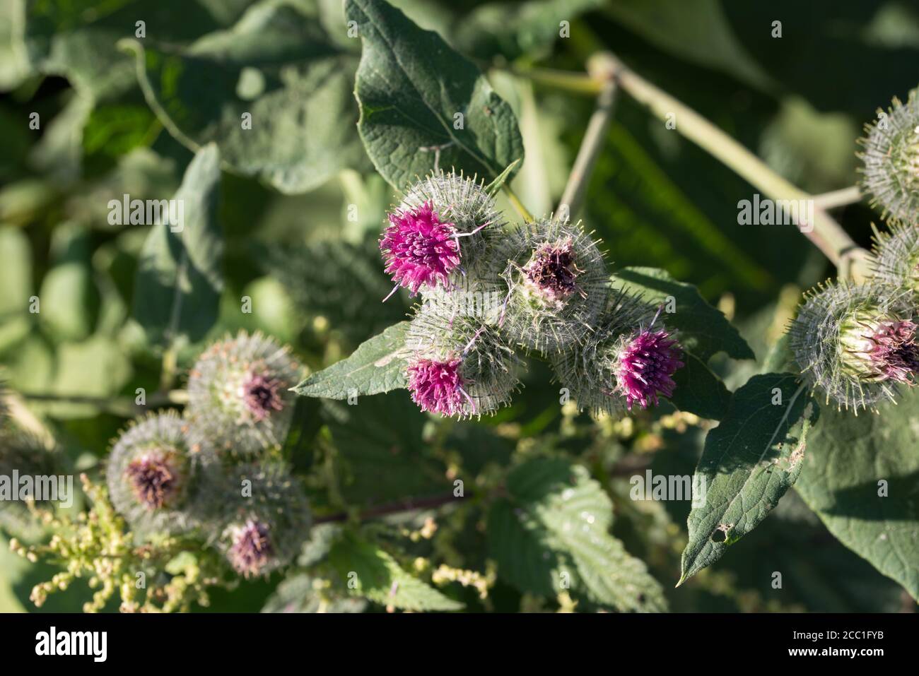 Cirsium vulgare, il fiore del cardo in giardino macro fuoco selettivo Foto Stock