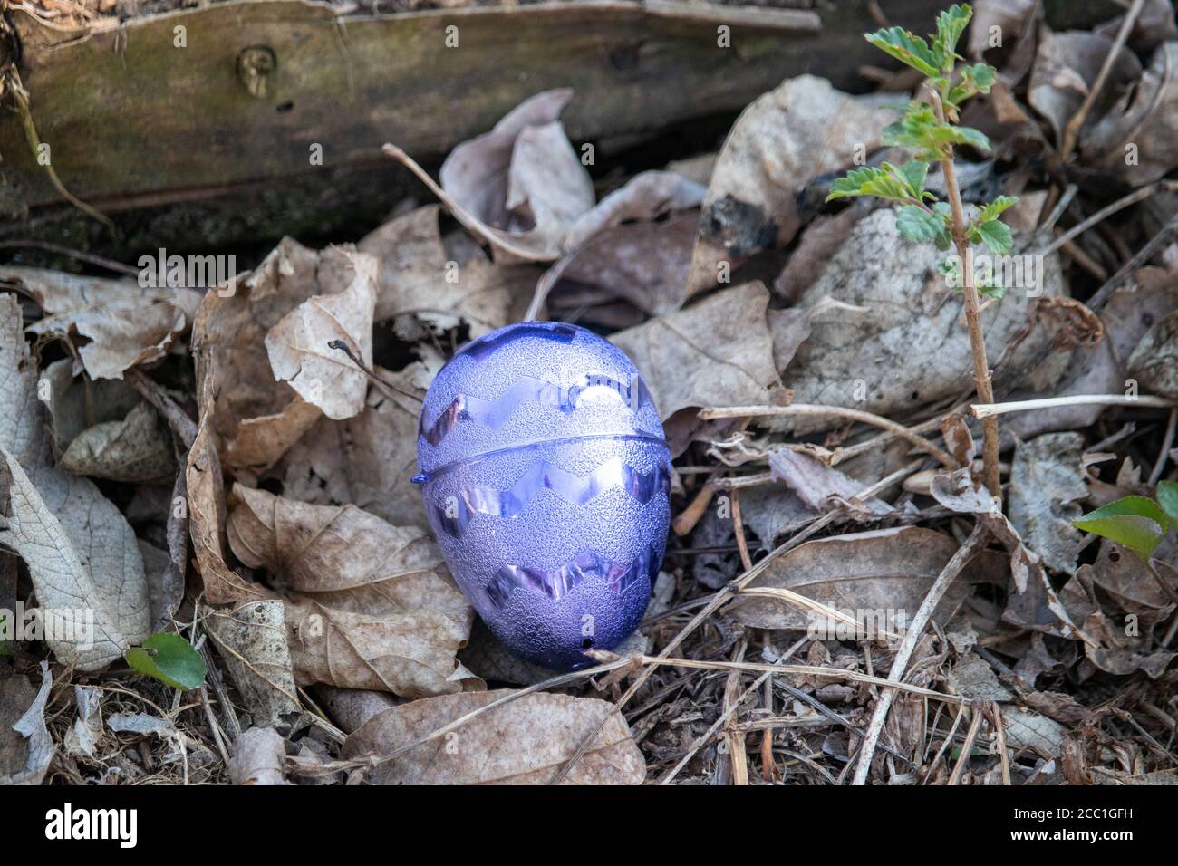 Uovo di Pasqua metallico viola brillante nascosto in foglie marroni . Foto di alta qualità Foto Stock