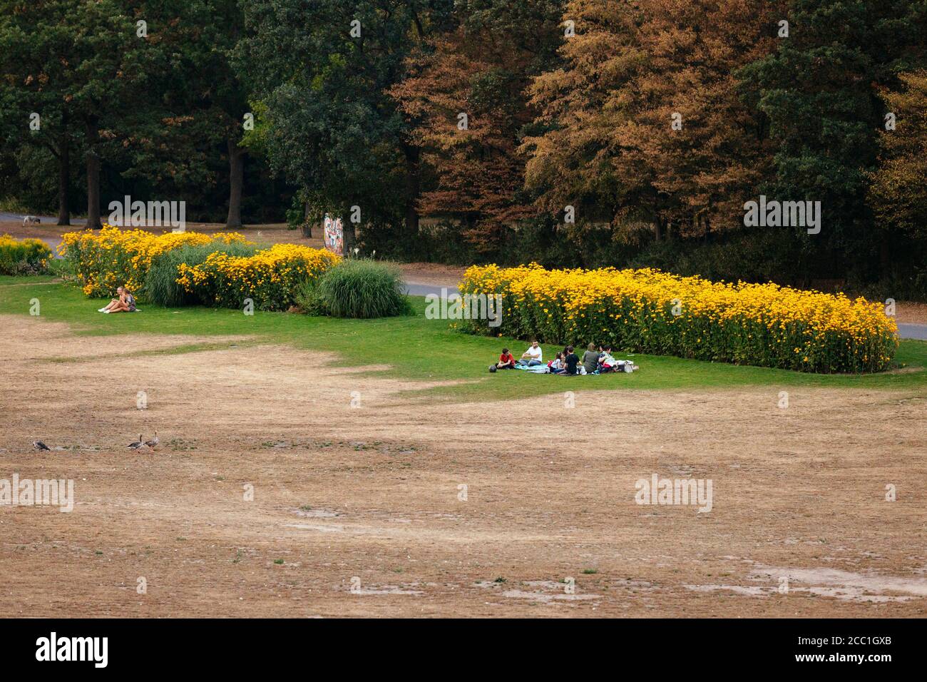 Bonn, Germania. 14 agosto 2020. Il caldo estivo e la mancanza di pioggia hanno causato grandi parti dei parchi nella Rheinaue di Bonn ad arenarsi e causare notevoli danni al campo. Bonn, 14.08.2020 | Use worldwide Credit: dpa/Alamy Live News Foto Stock