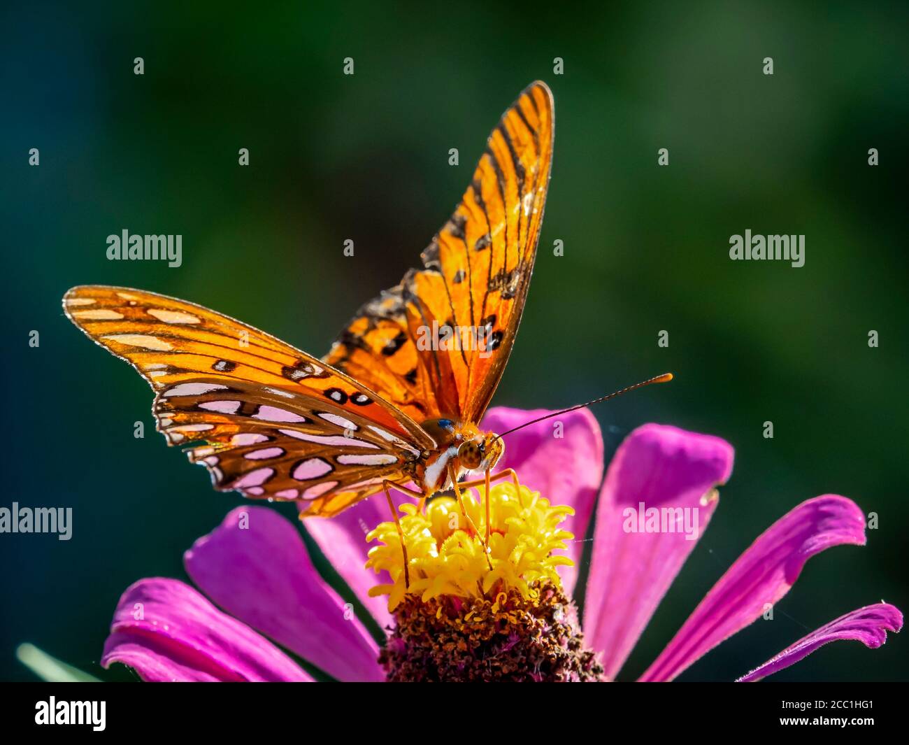Primo piano di una farfalla di Fritillary del Golfo, Avgraulis vanillae nigrior, su un fiore Foto Stock