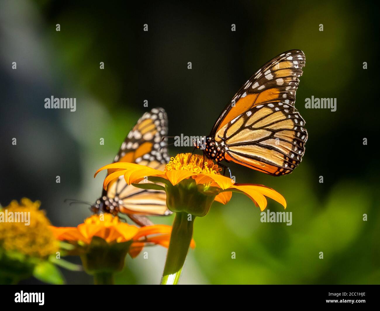 Primo piano di una farfalla monarca, Danaus plexippus, su un fiore Foto Stock