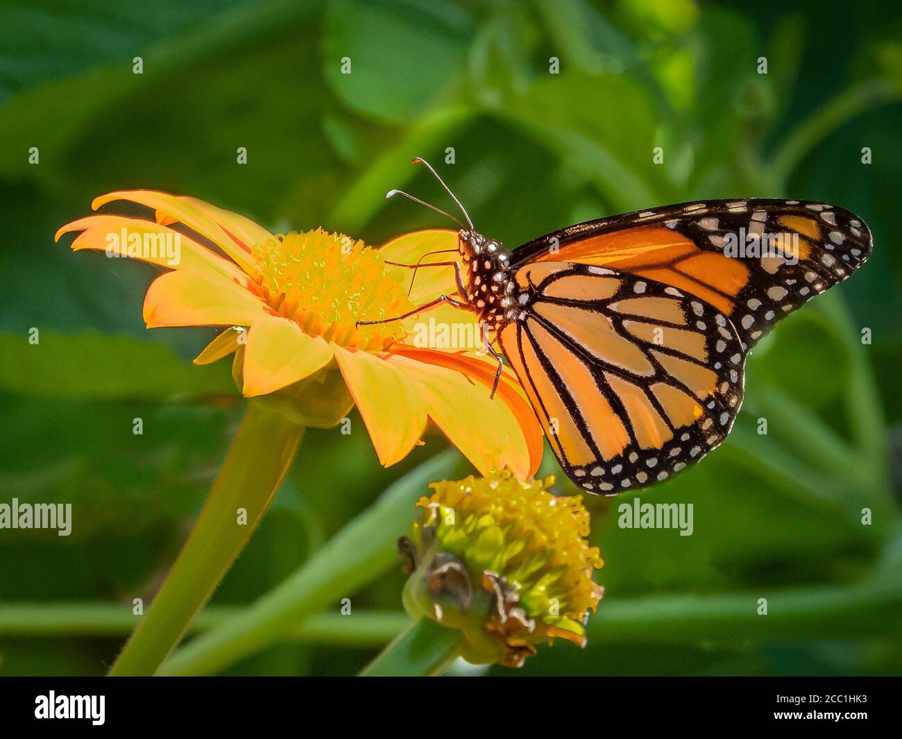Primo piano di una farfalla monarca, Danaus plexippus, su un fiore Foto Stock
