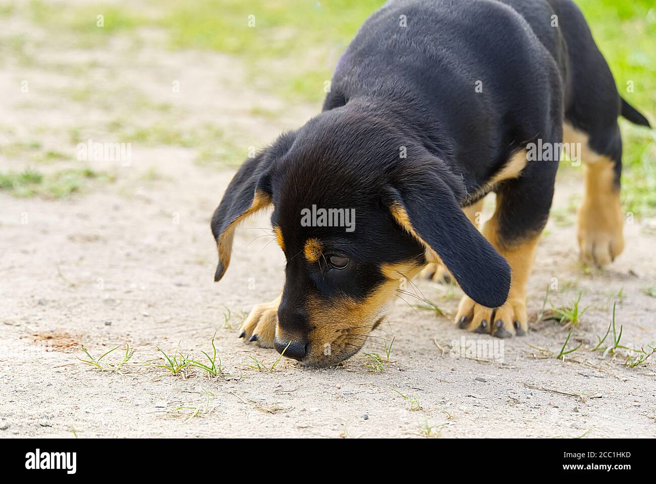 Dachshund Puppy cammina ed esplora. Non puppy purebred, puoch carino. Foto Stock