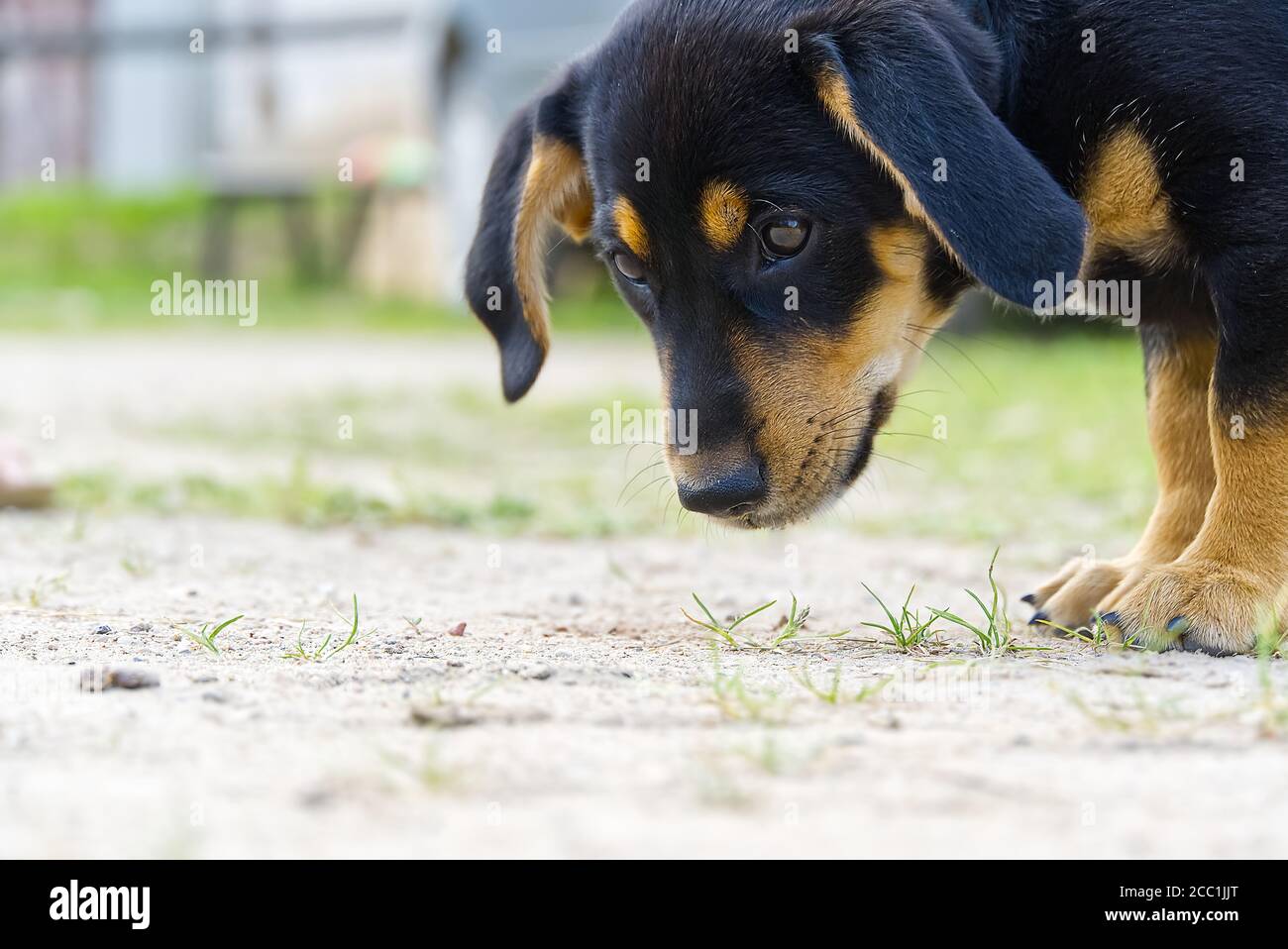 Dachshund Puppy cammina ed esplora. Non puppy purebred, puoch carino. Foto Stock