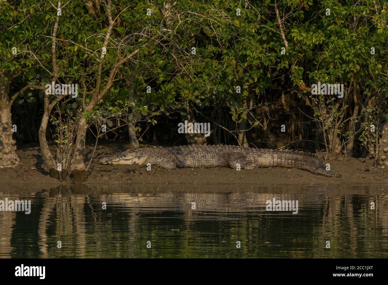 Coccodrillo di acqua salata crogiolarsi al sole serale durante un periodo di alta marea al Sundarban National Park, Bengala Occidentale, India Foto Stock